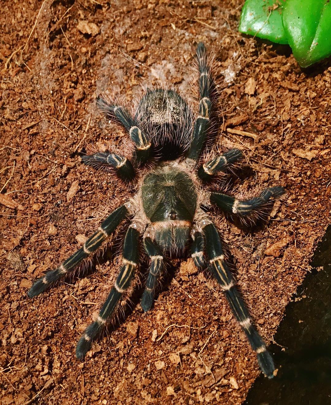 After molting
