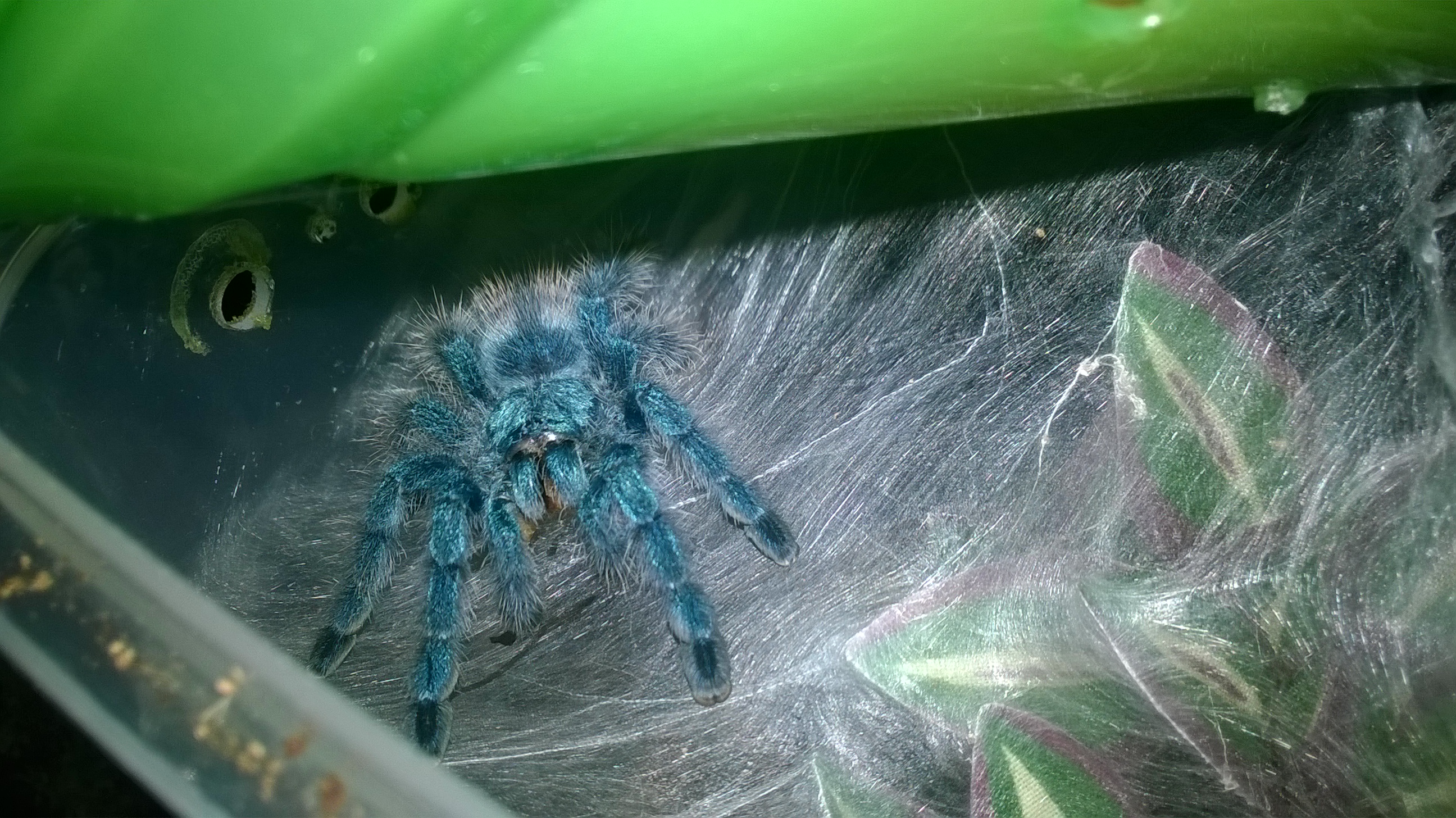 Avicularia Versicolour chowing down.