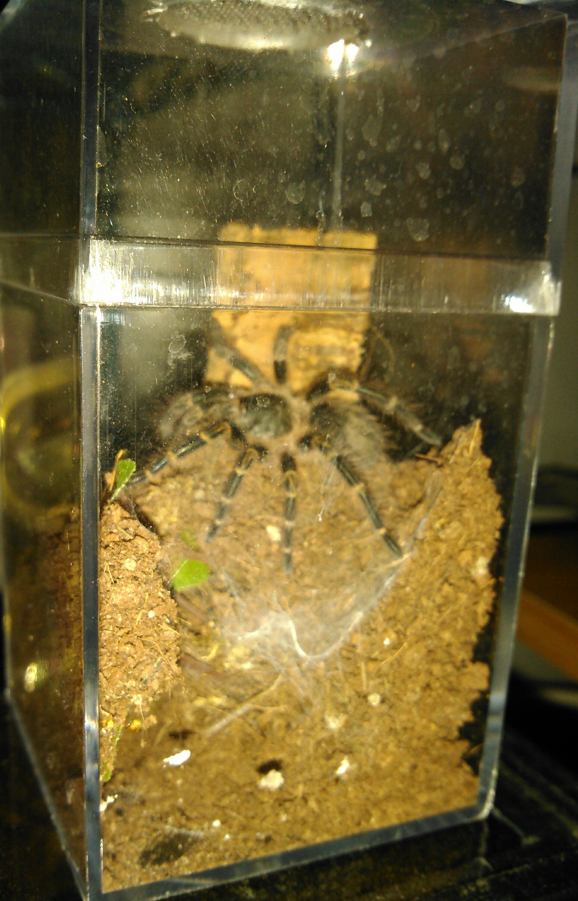 G.pulchripes freshly molted.