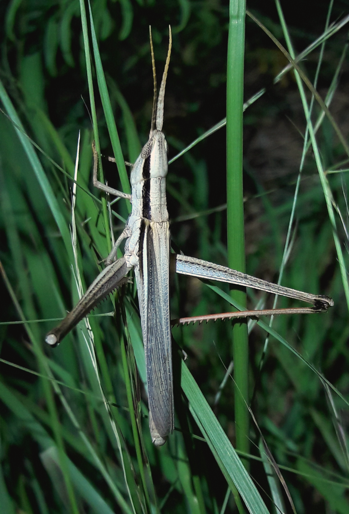 Mermiria bivittata maculipennis- Two-striped toothpick grasshopper
