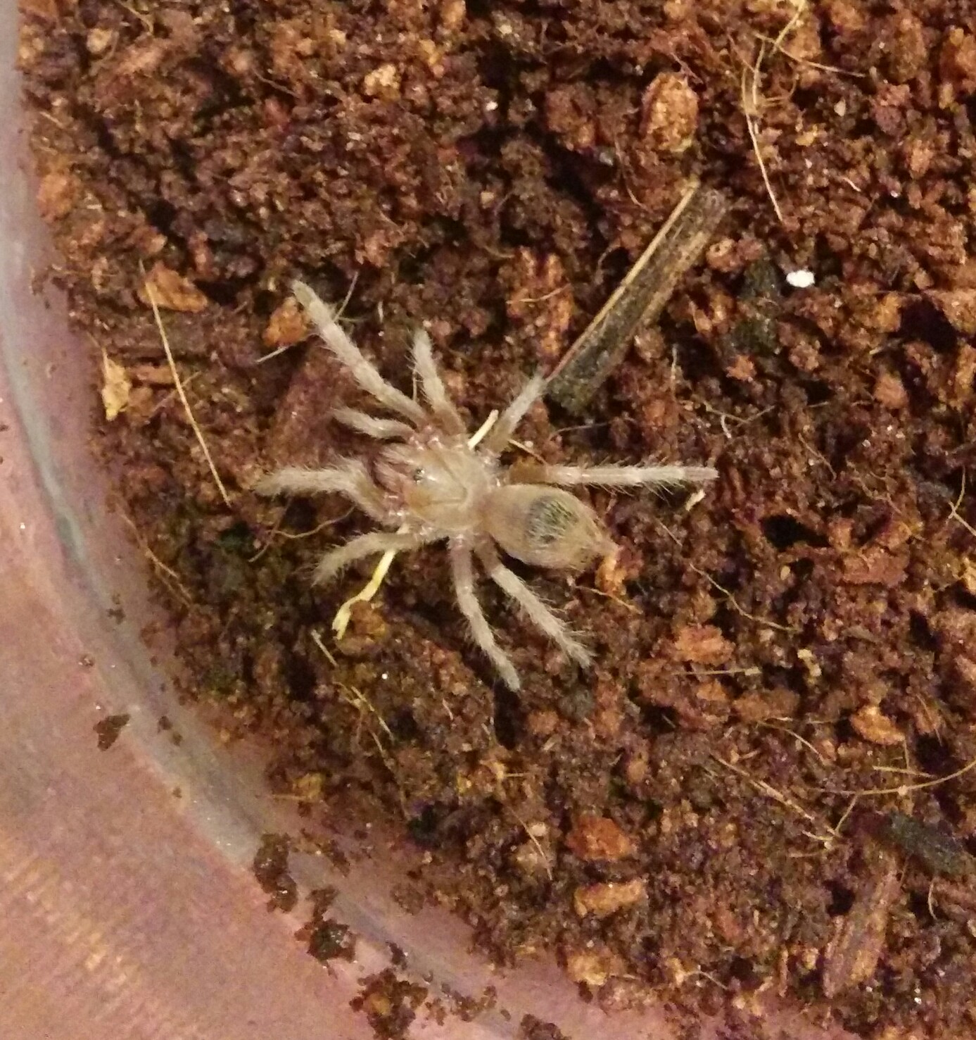 my Brazilian red and white birdeater,Hovel