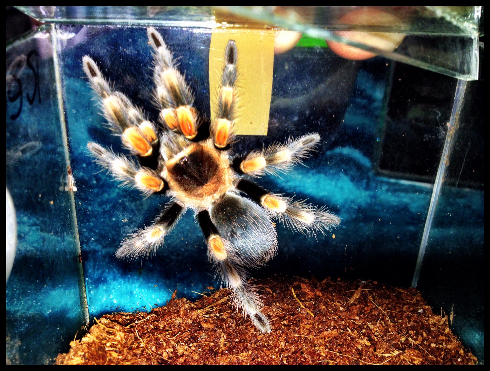 My young female Red Knee