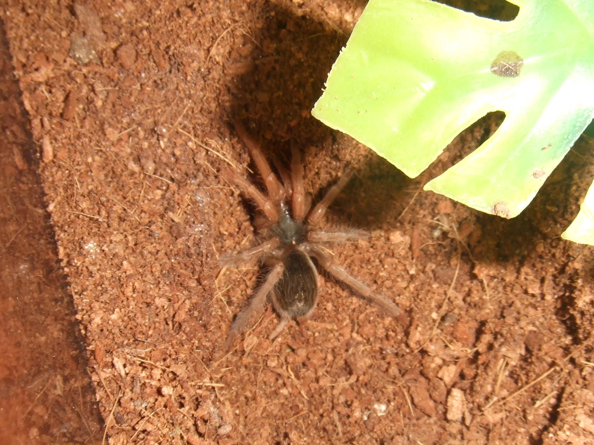 Neostenotarsus sp Guyana - Arawak