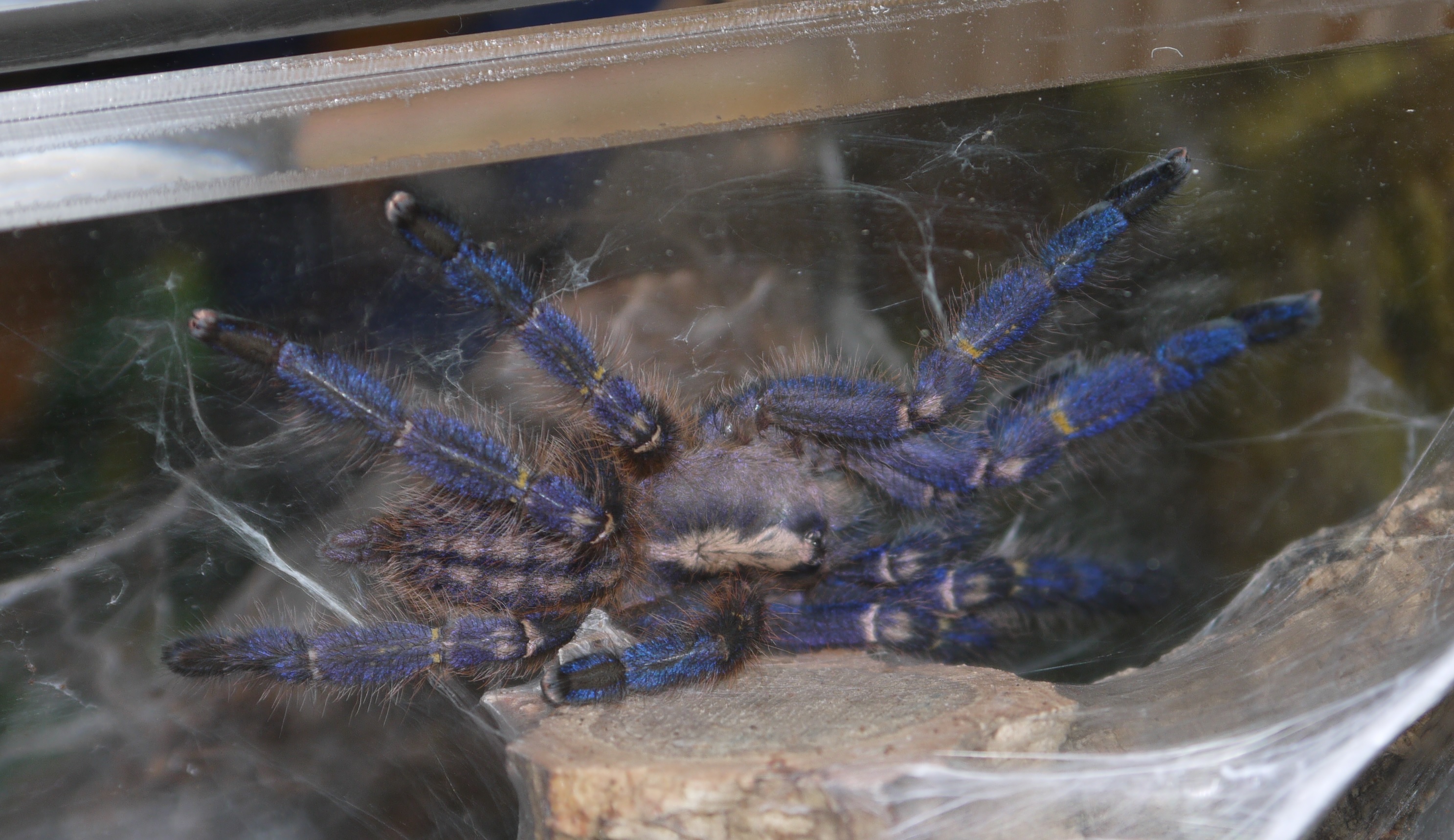 P. metallica freshly moulted pic 2