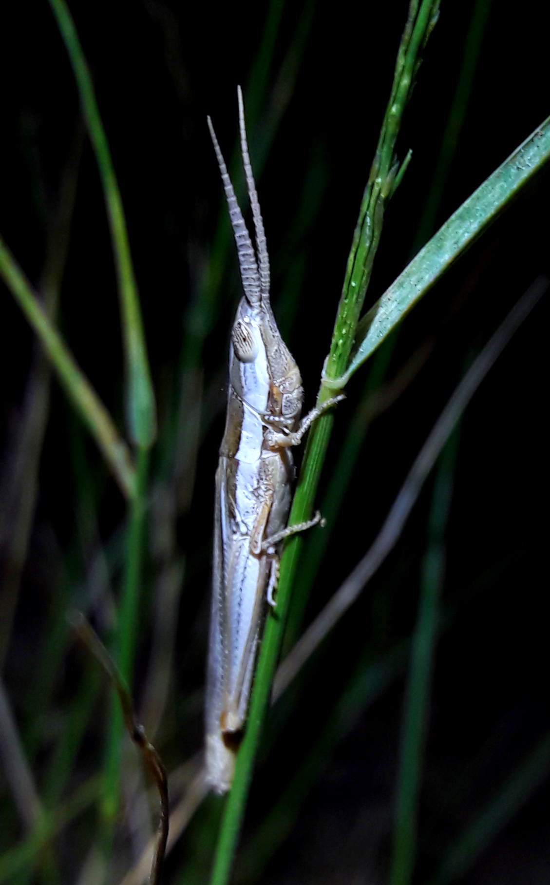 Paropomala pallida- Pale toothpick grasshopper