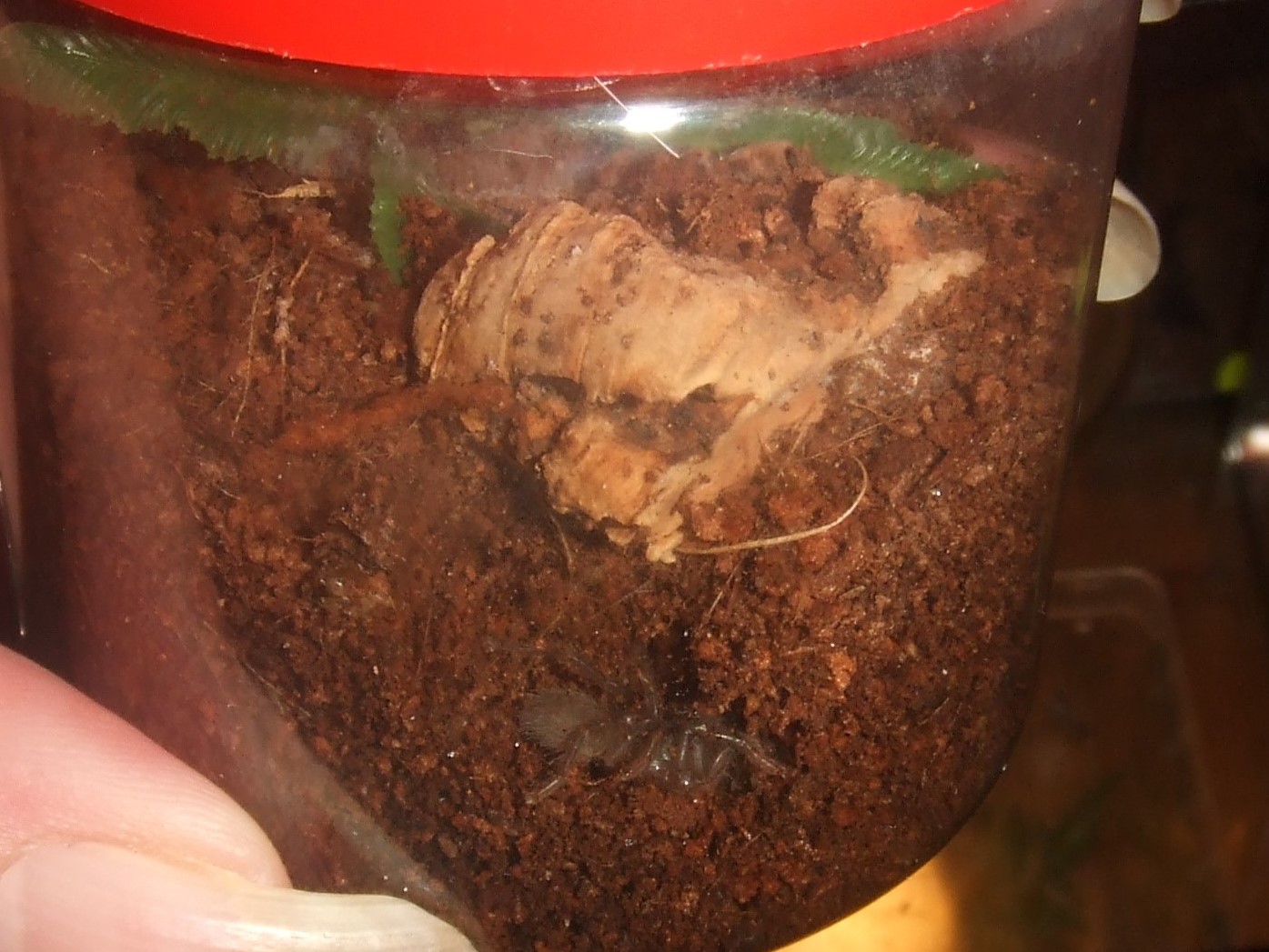 Sahydroaraneus raja - Kerala