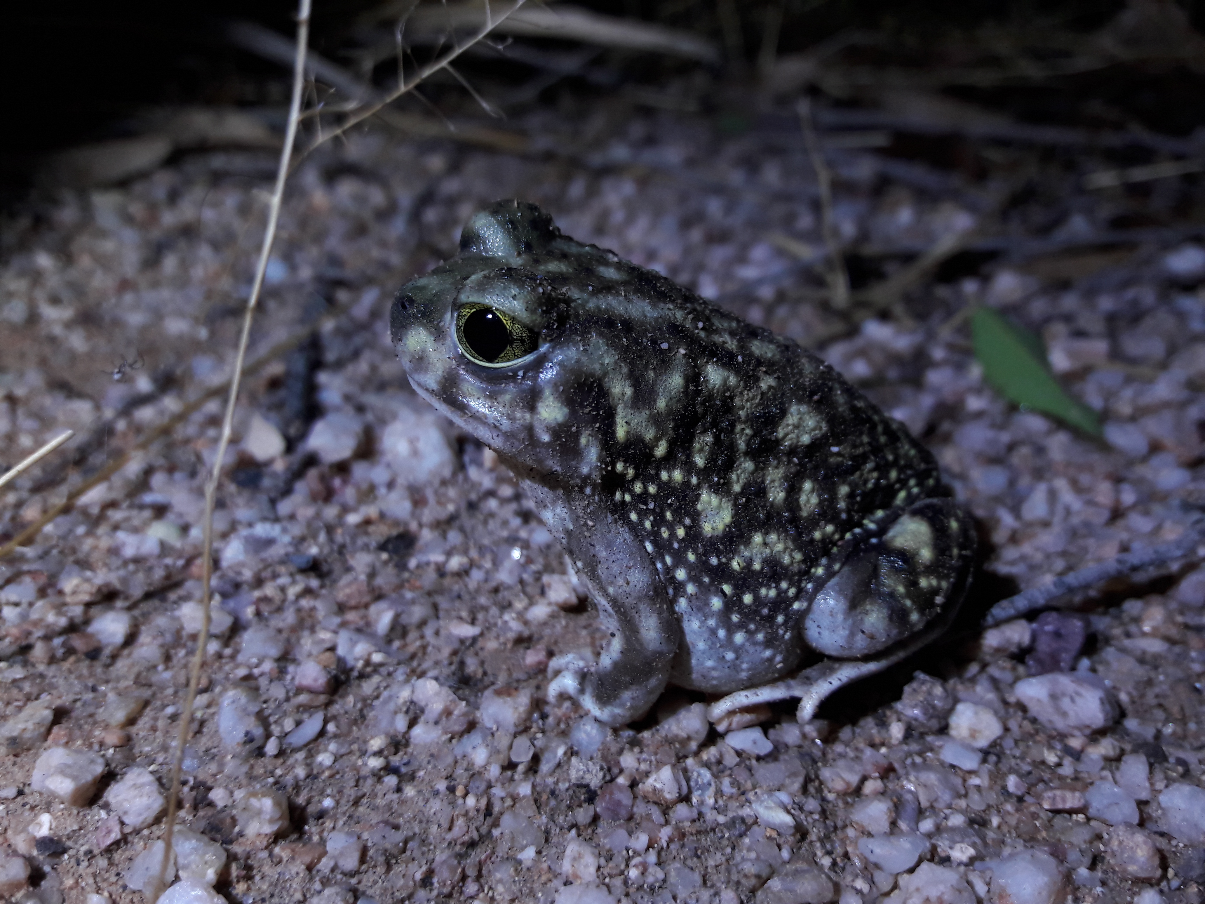 Scaphiopus couchii- Couch's Spadefoot toad