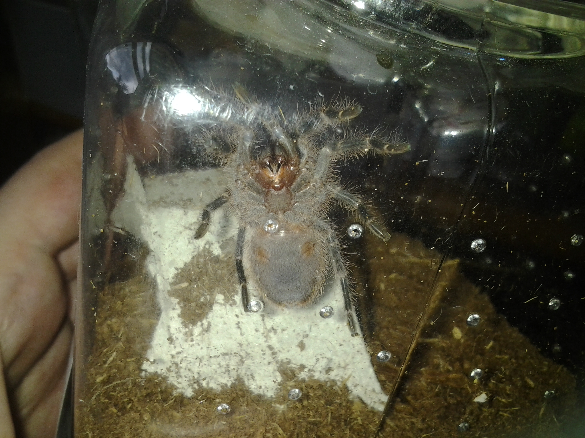 Swixter's Underside, Grammostola pulchripes spiderling