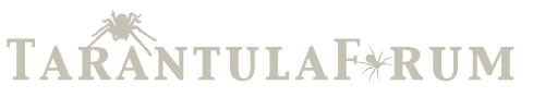 Tarantula Forum