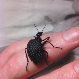 Cysteodemus armatus -'Inflated blister beetle'