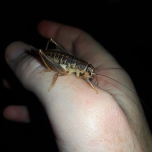 Cnemotettix sp- anostostomatidae 'Silk-spinning cricket'