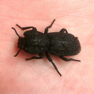 Phloeodes diabolicus 'Diabolical ironclad beetle'