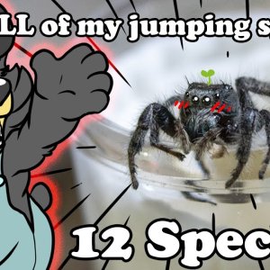 Jumping Spiders! Spider Collection Feature Part 1