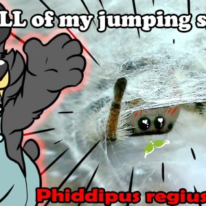 Jumping Spiders! Spider Collection Feature Part 2