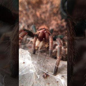 Super close up of GBB juvie eating