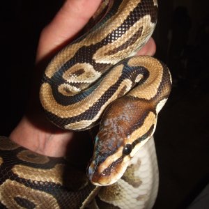 Python Regius - Mali