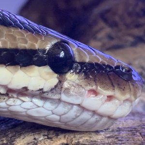 Python regius - Mali