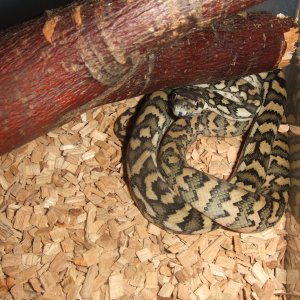 Morelia spilota (Coastal Carpet Python)