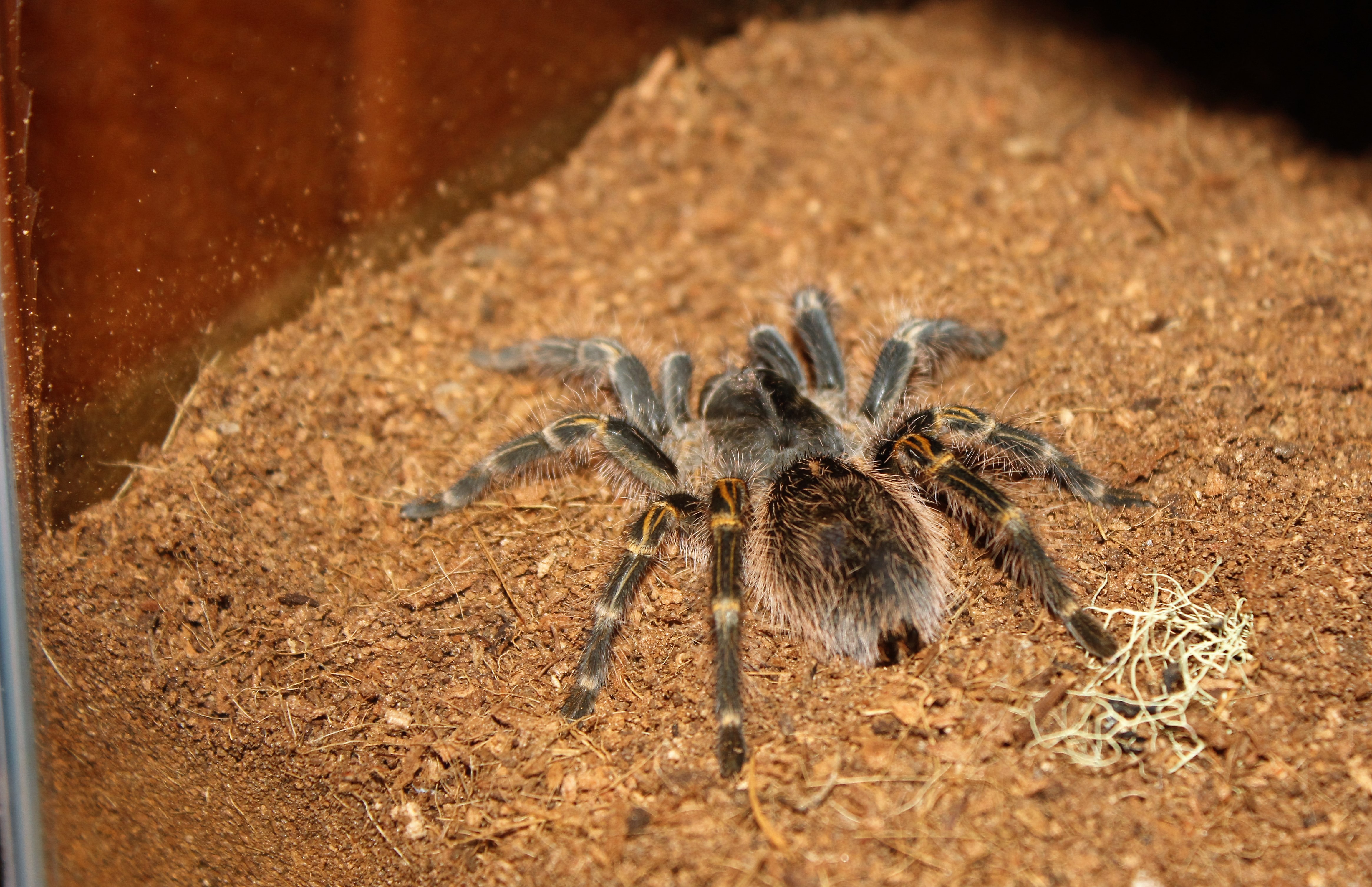 2.5 to 3 inch Juvenile G. Pulchripes