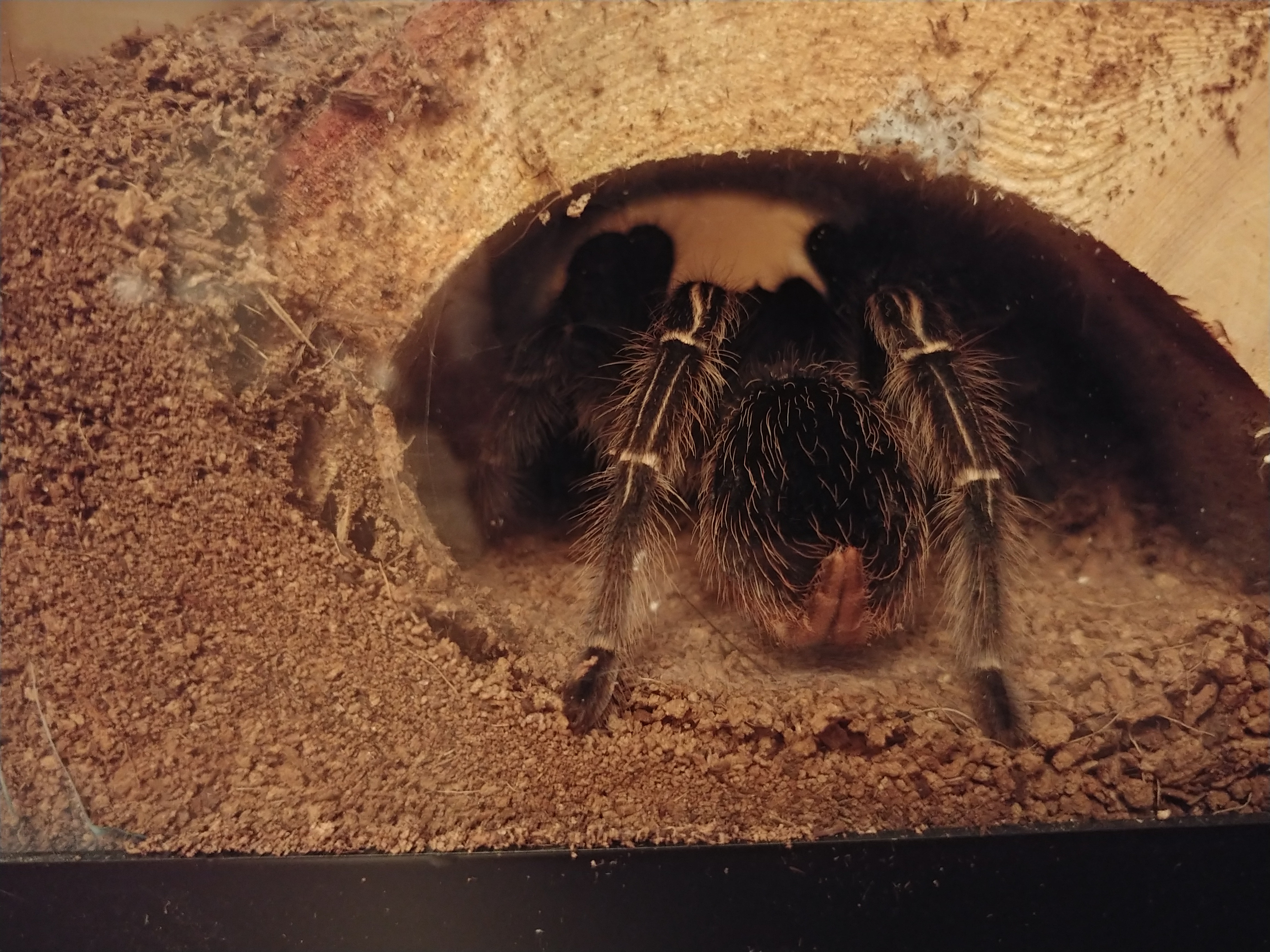 Aphonopelma seemanni from behind