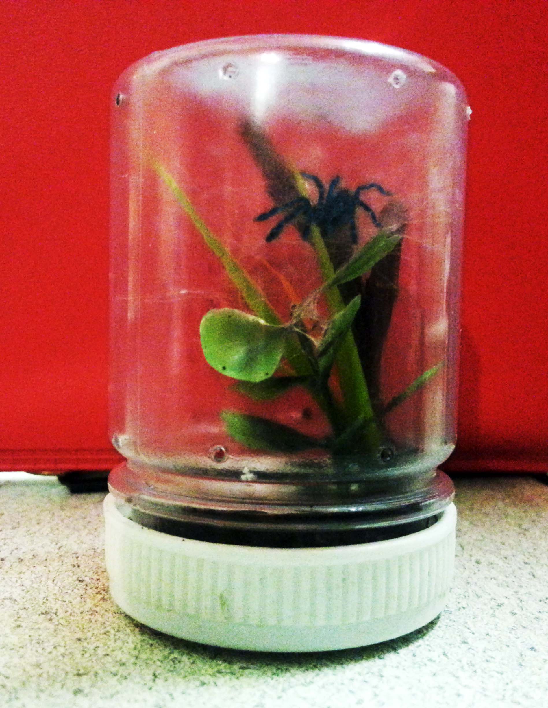 Avicularia Versicolor enclosure