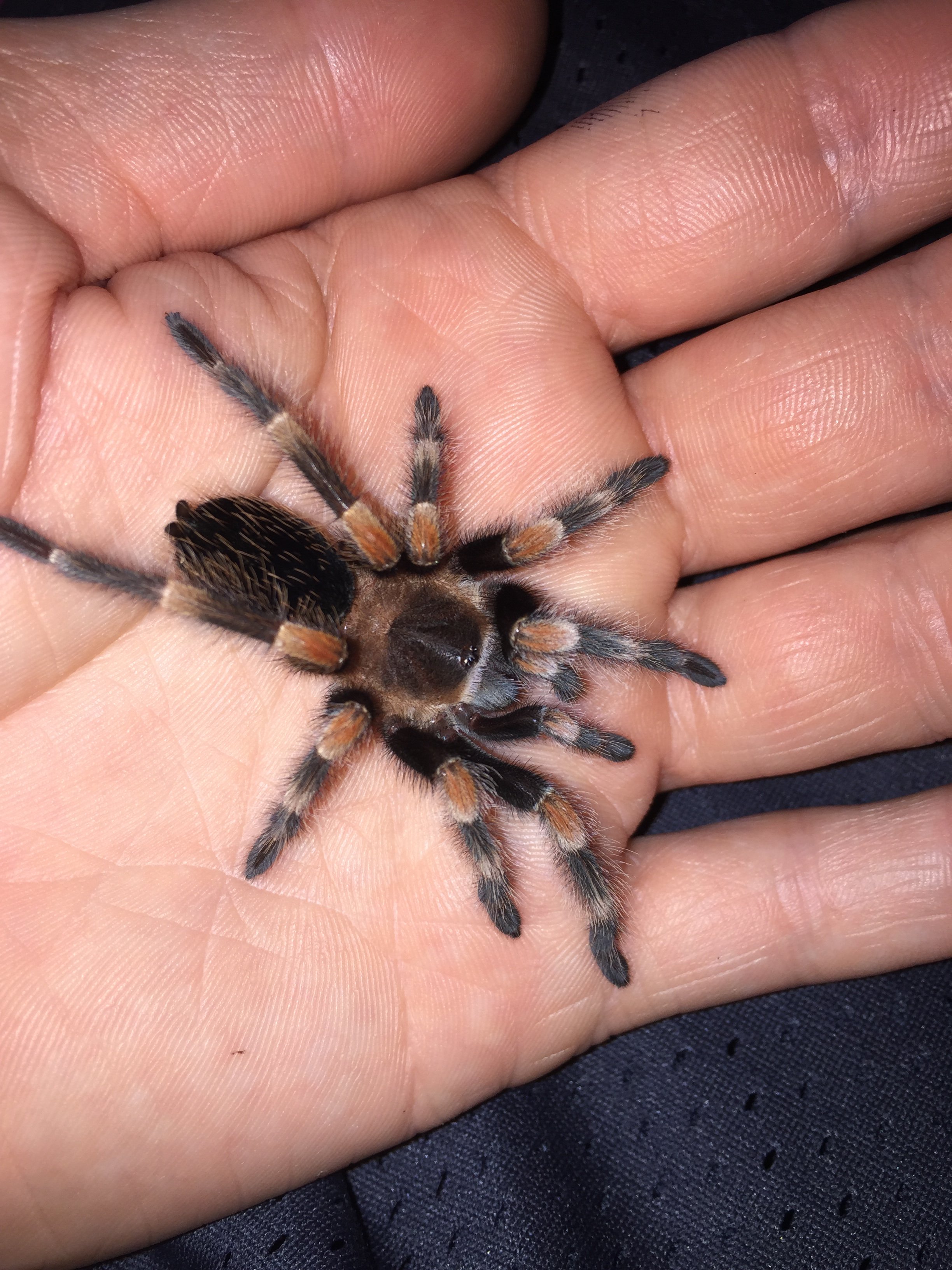 B smithi out after recouping from molt