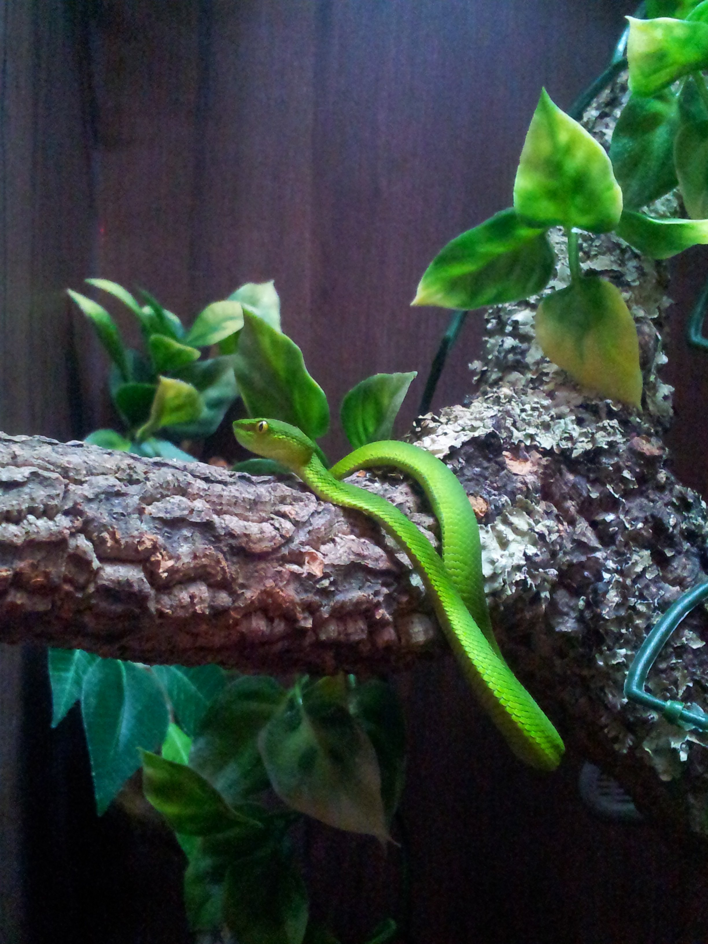 Bean Sprout....White Lipped Green Tree Pit Viper