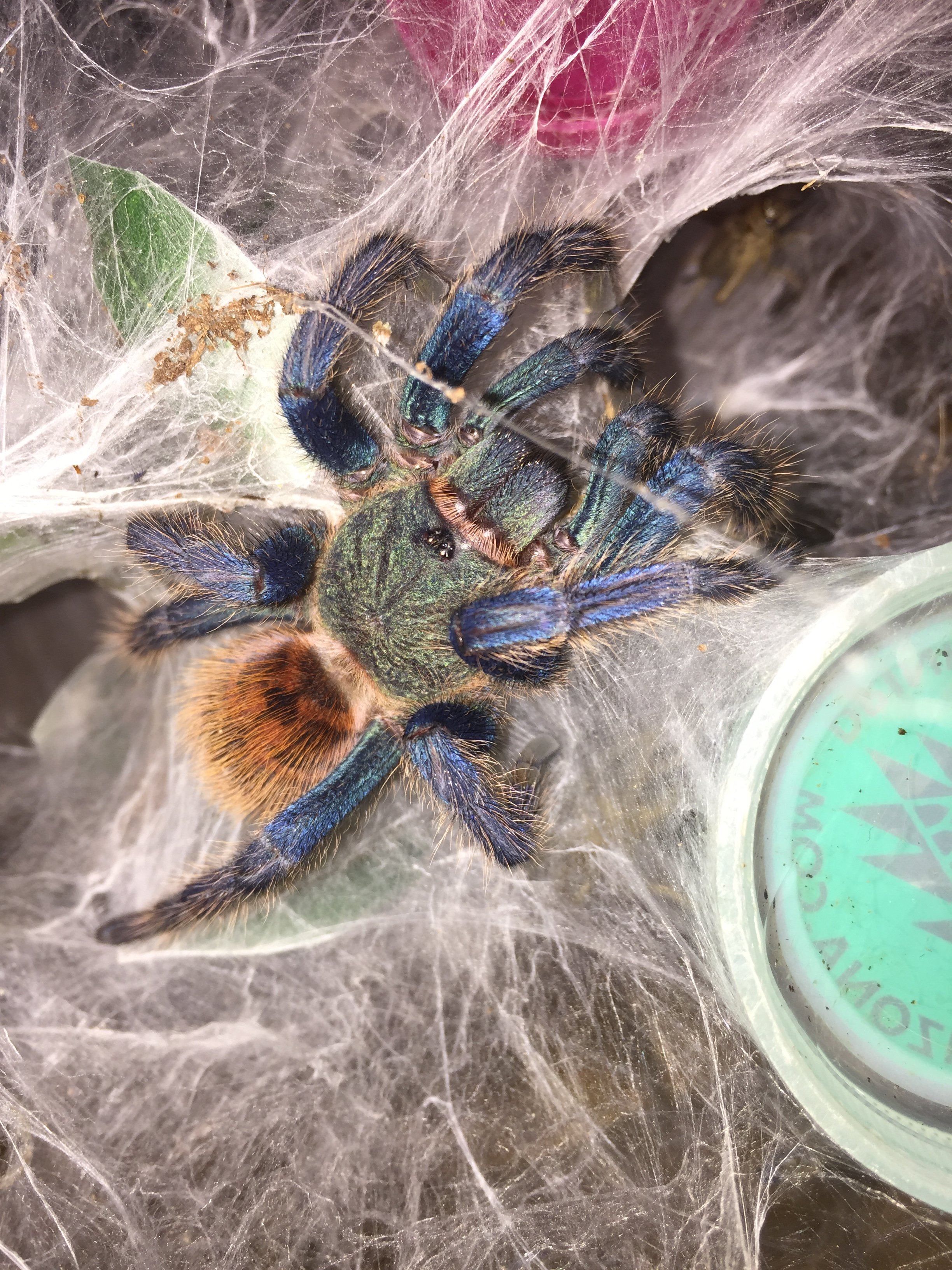 Beautiful GBB ready to attack