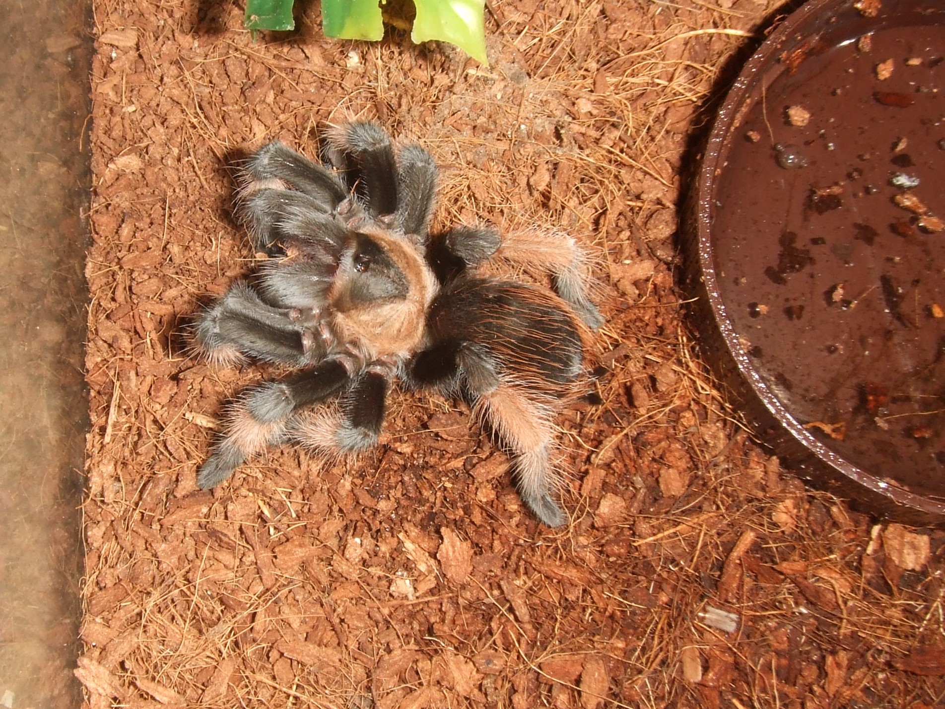 Brachypelma emilia - Chiquito
