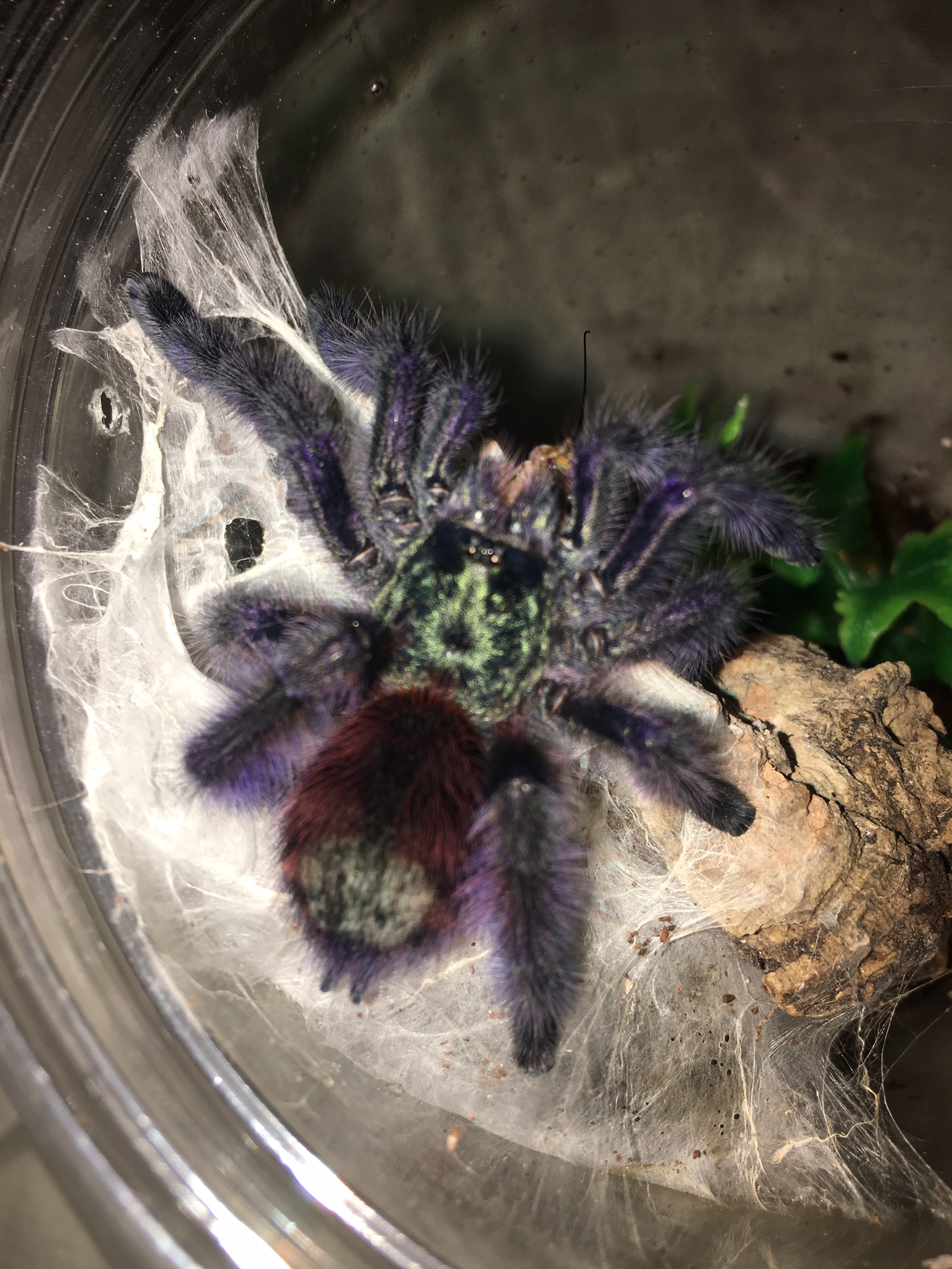 C Versi recently molted