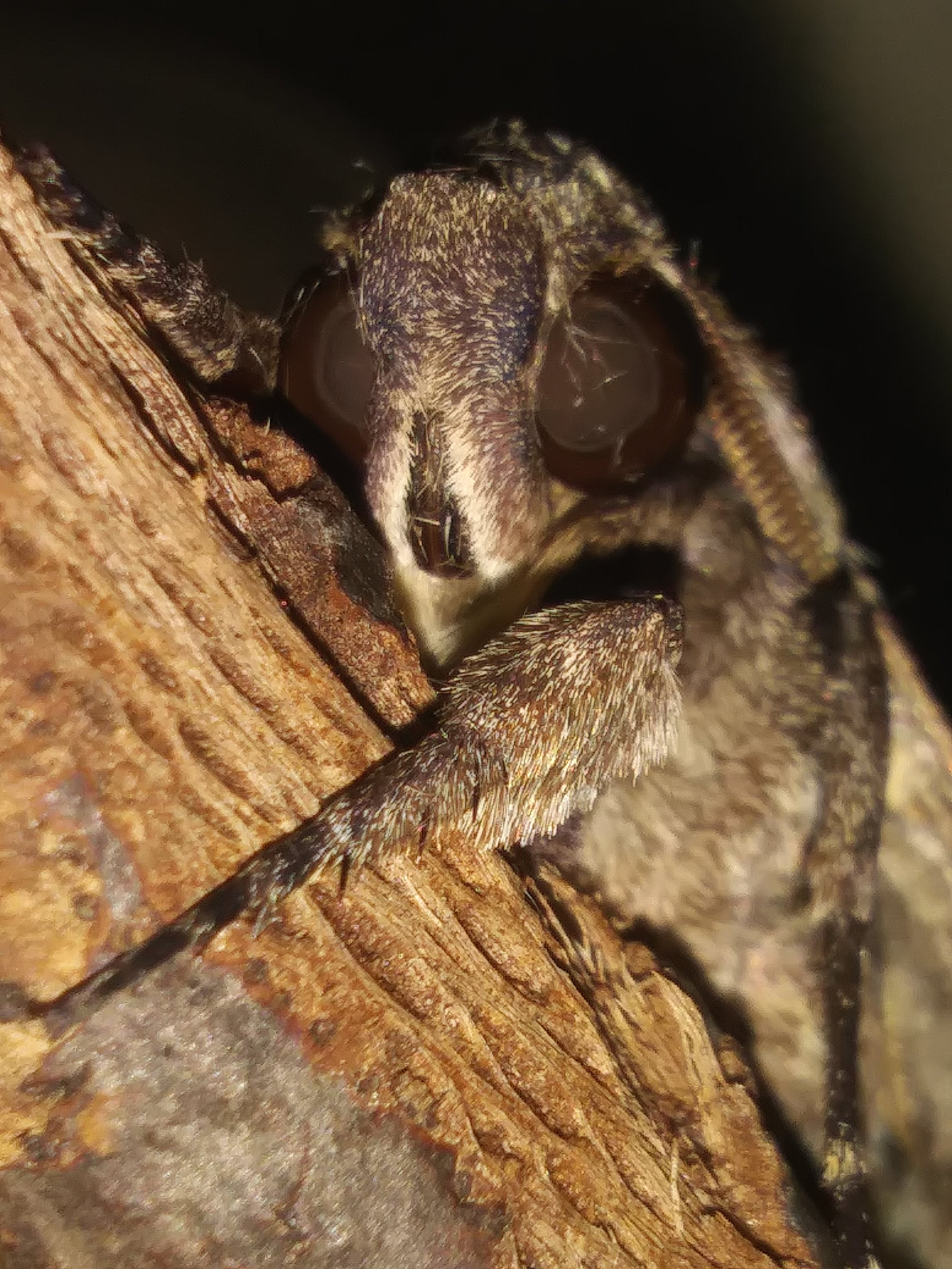 Carolina Sphinx Moth(Manduca sexta)