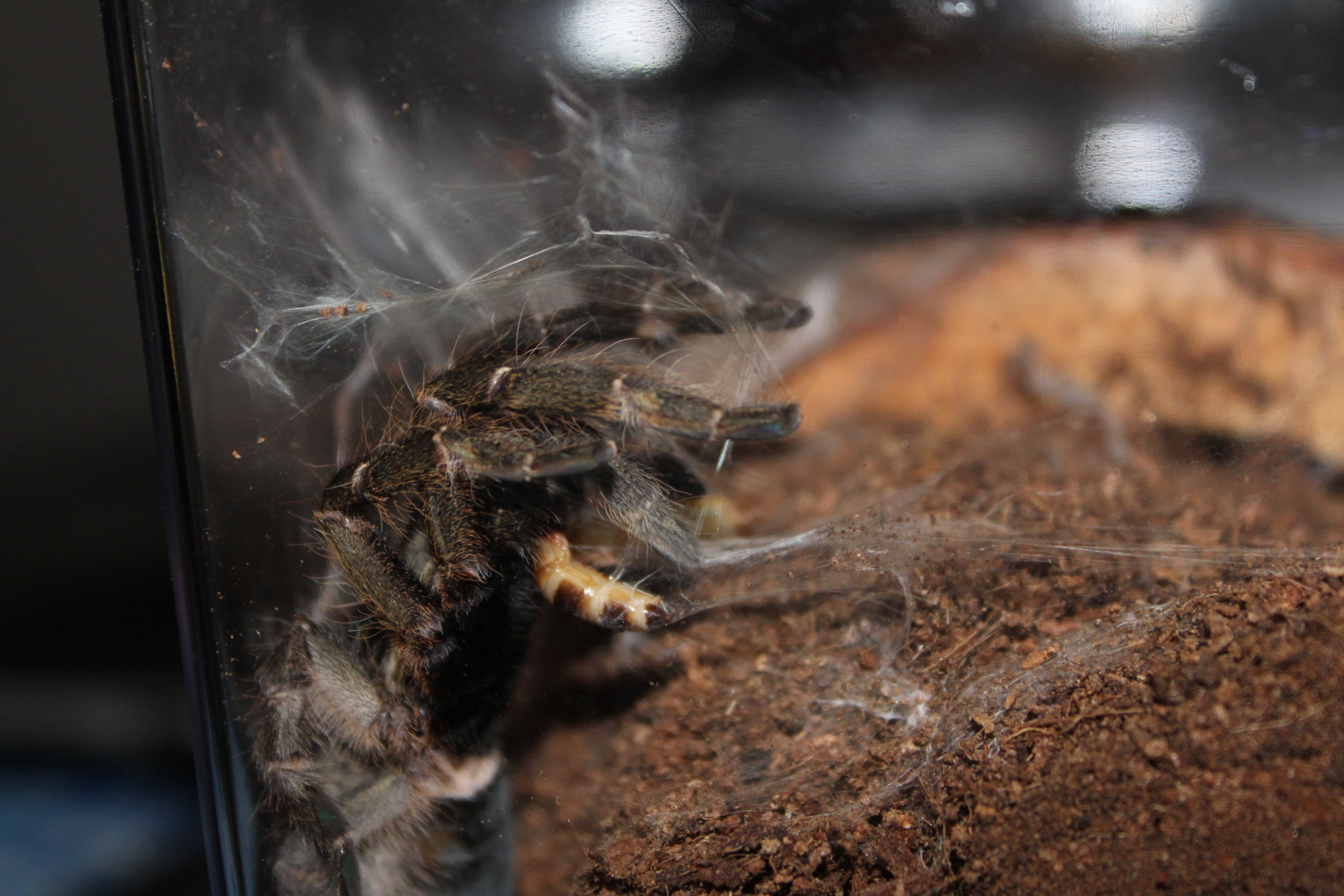 Ceratogyrus darlingi eats a superworm