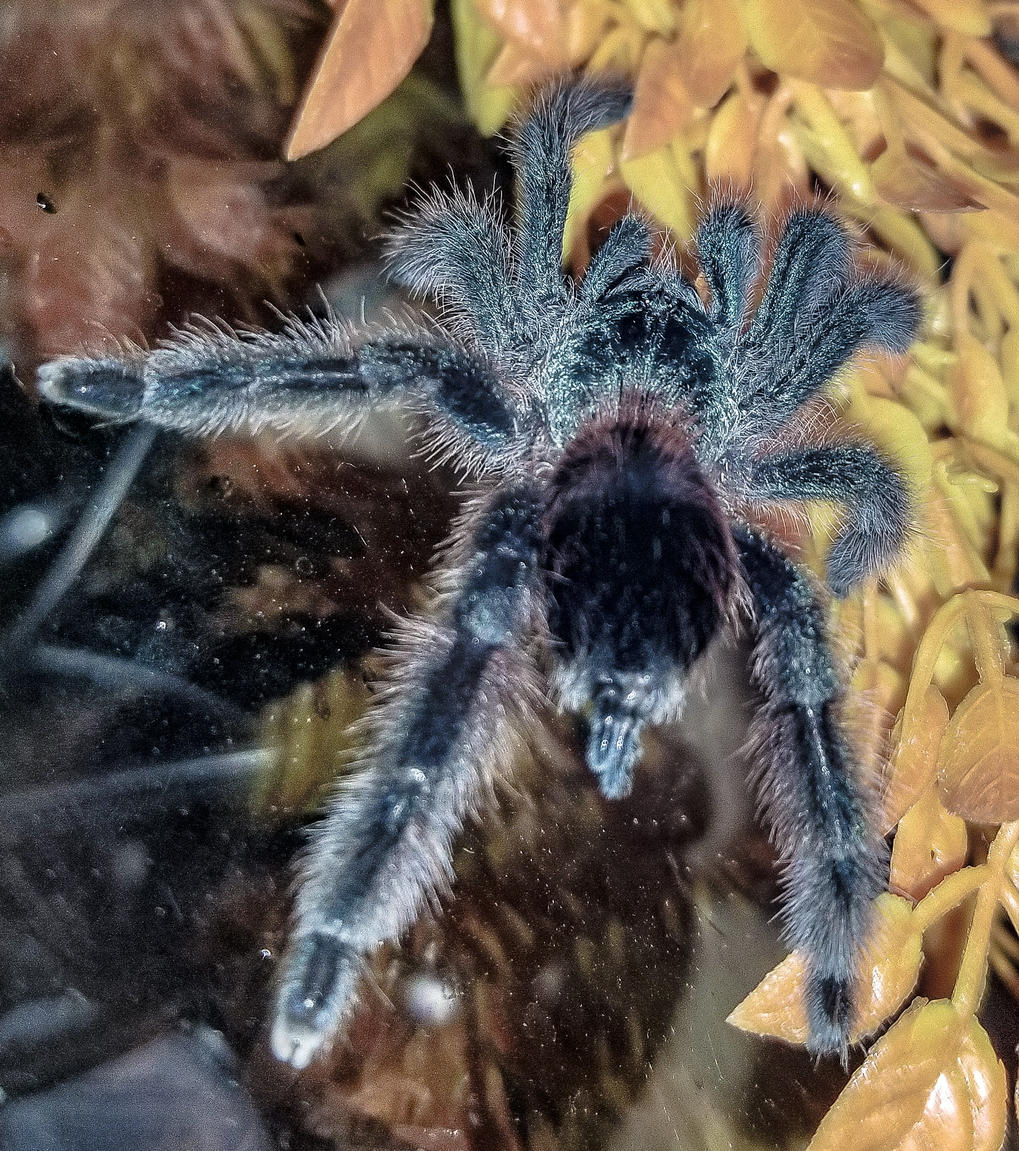 Charles C versicolor hanging out