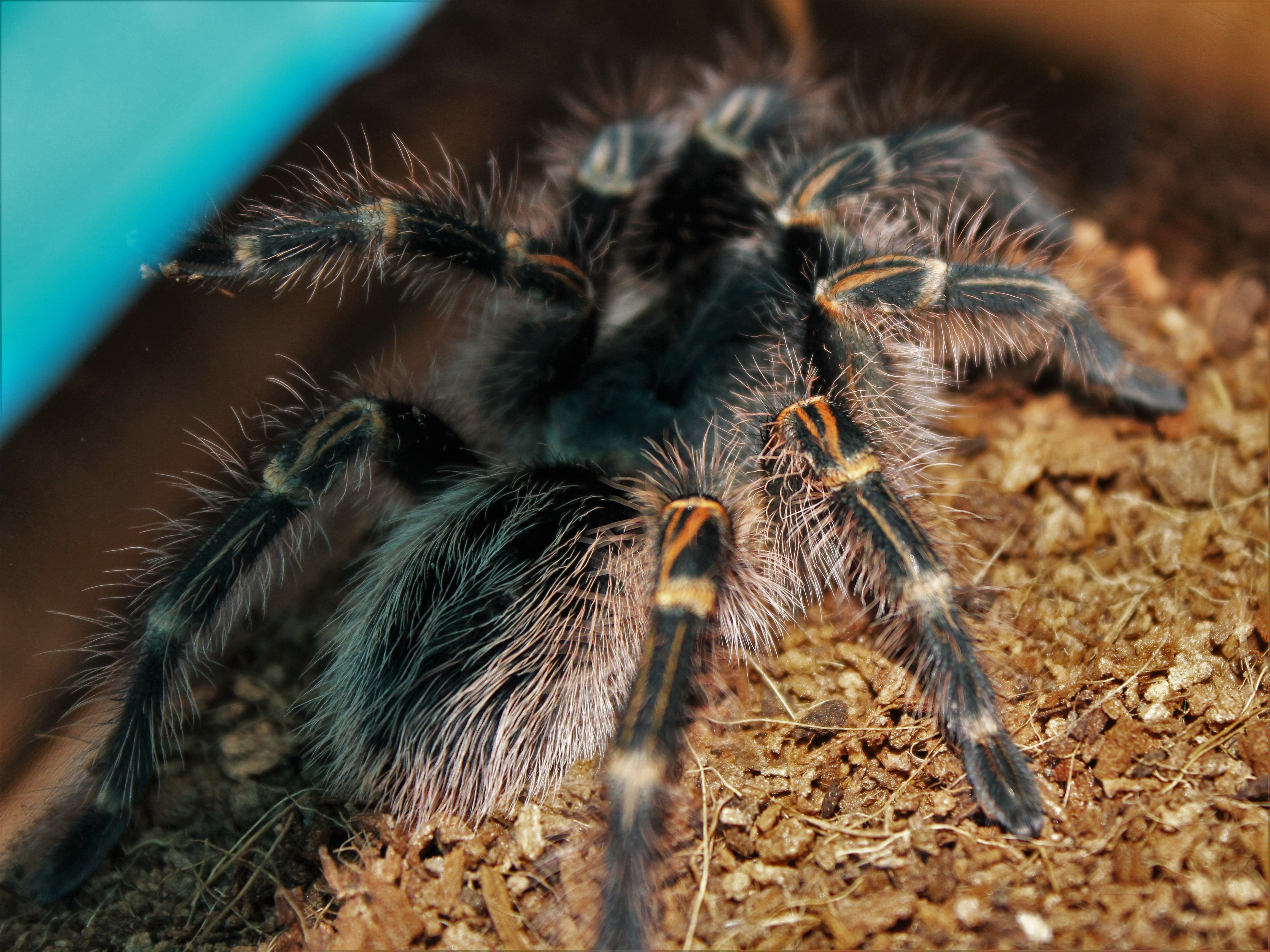 Chi-Chi, a week or so after her molt.