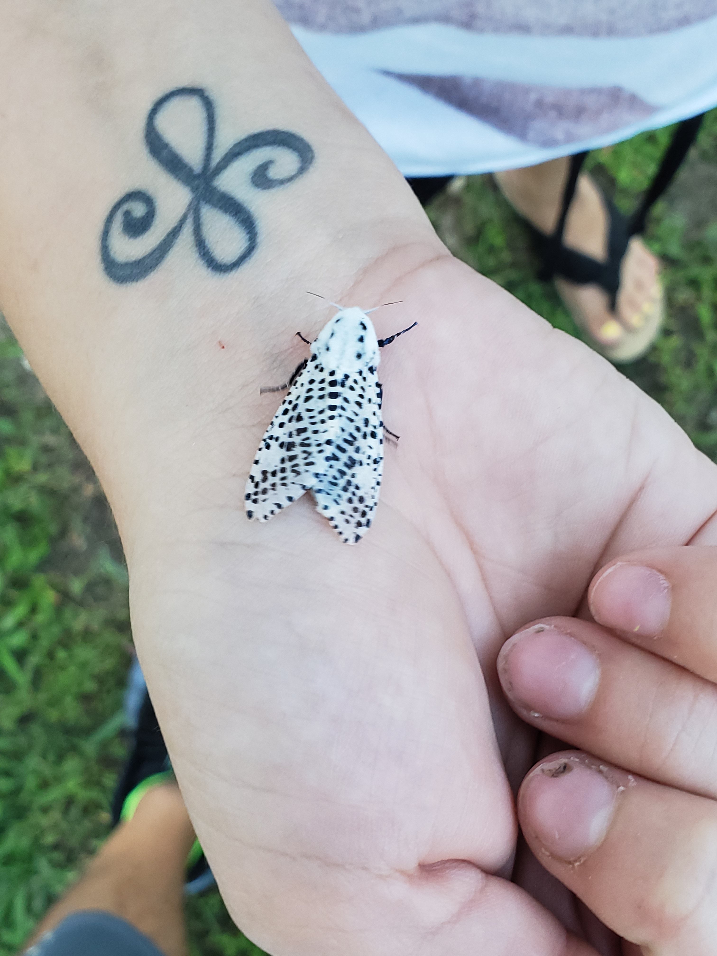 Dalmatian moth???