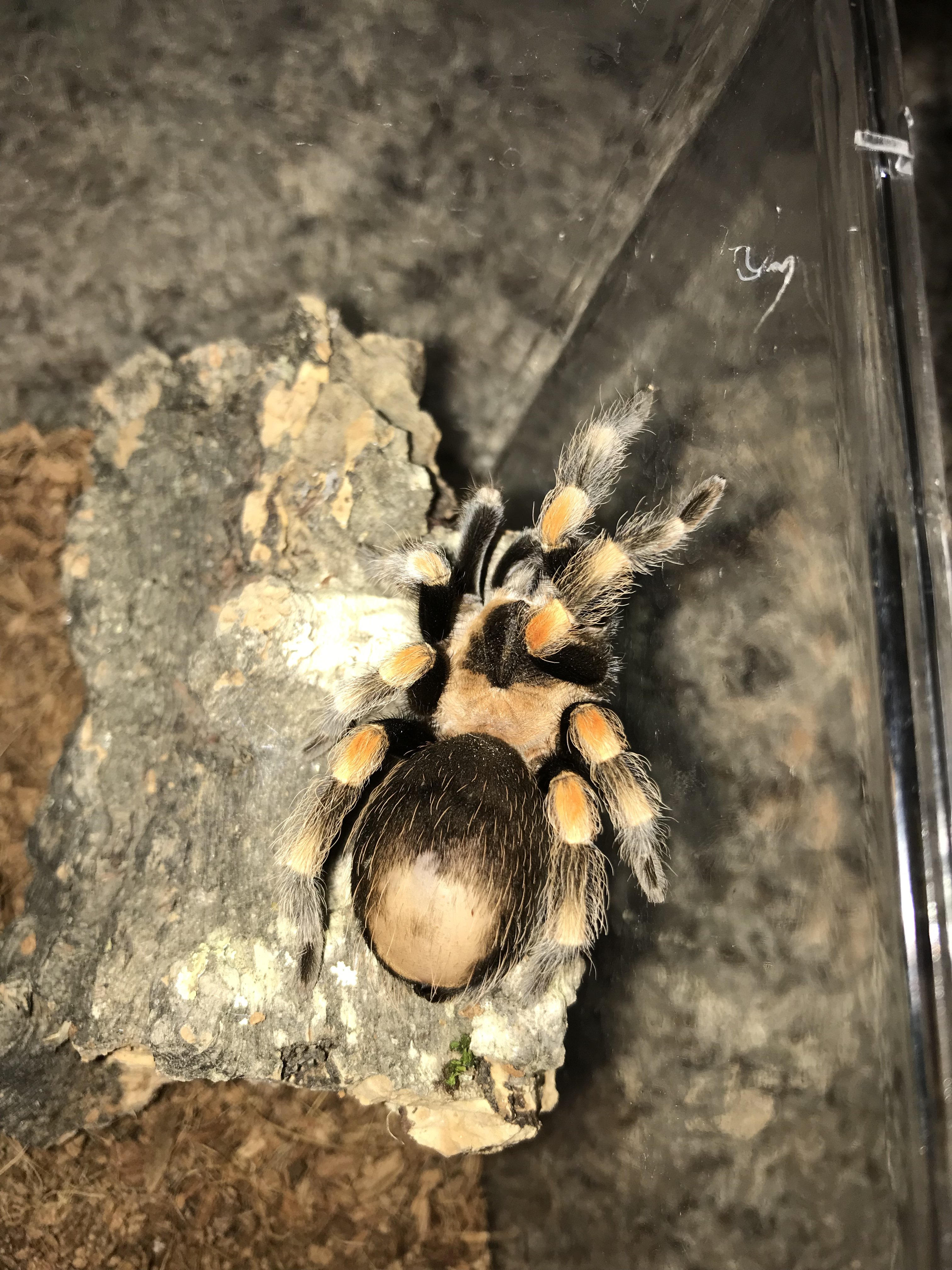 fat-tarantula