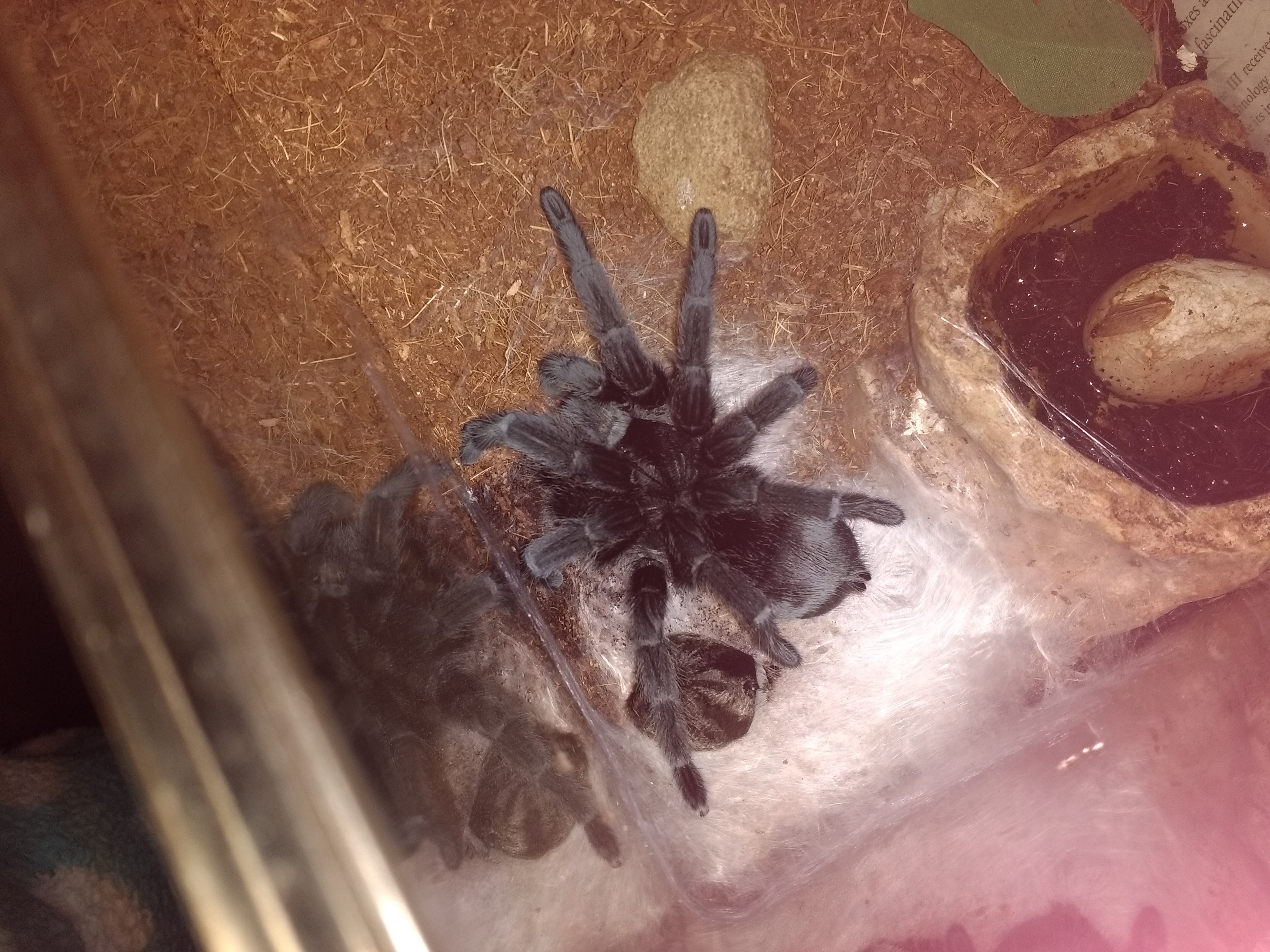 G Pulchra after molting