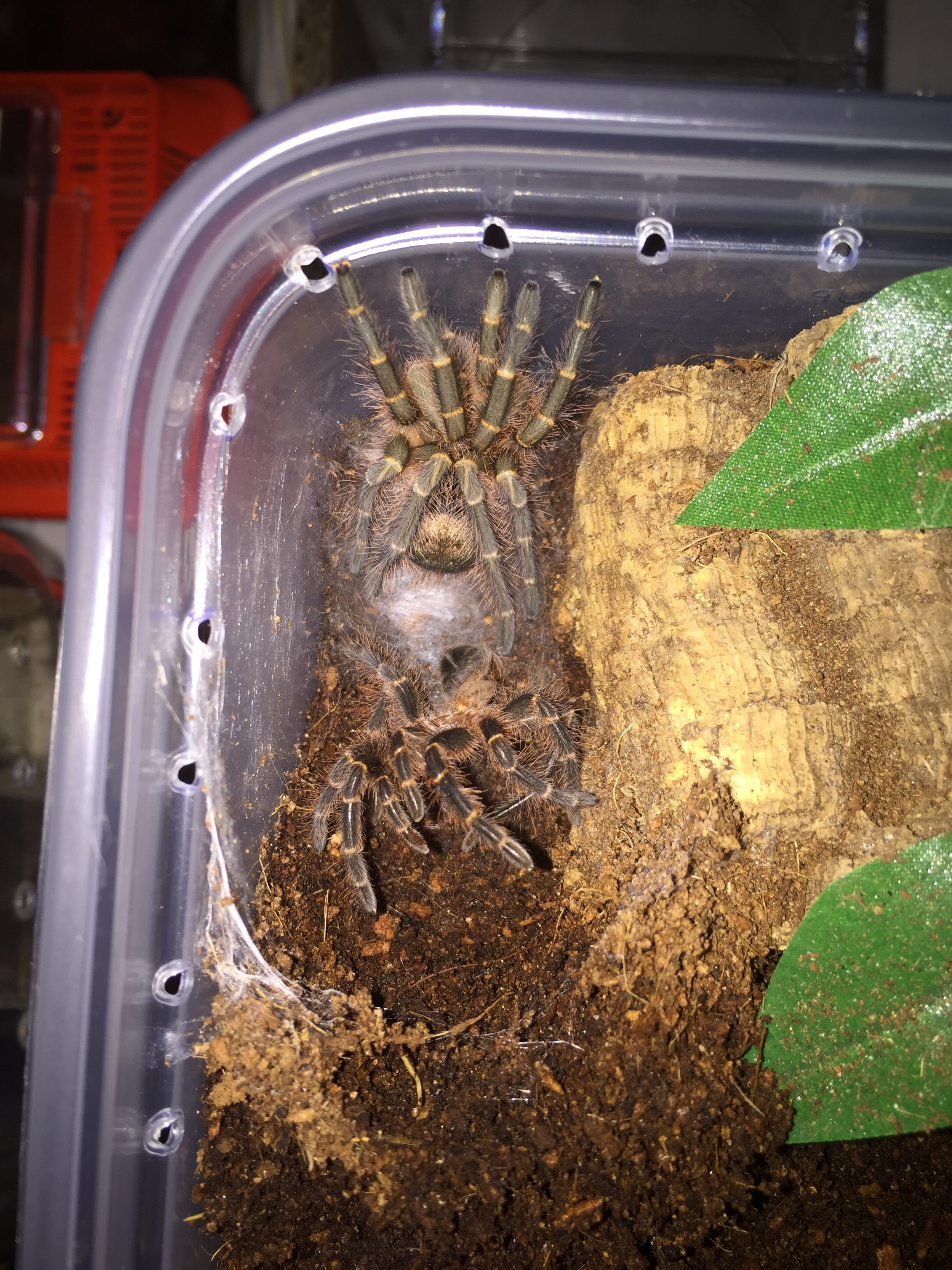 G pulchripes done molting