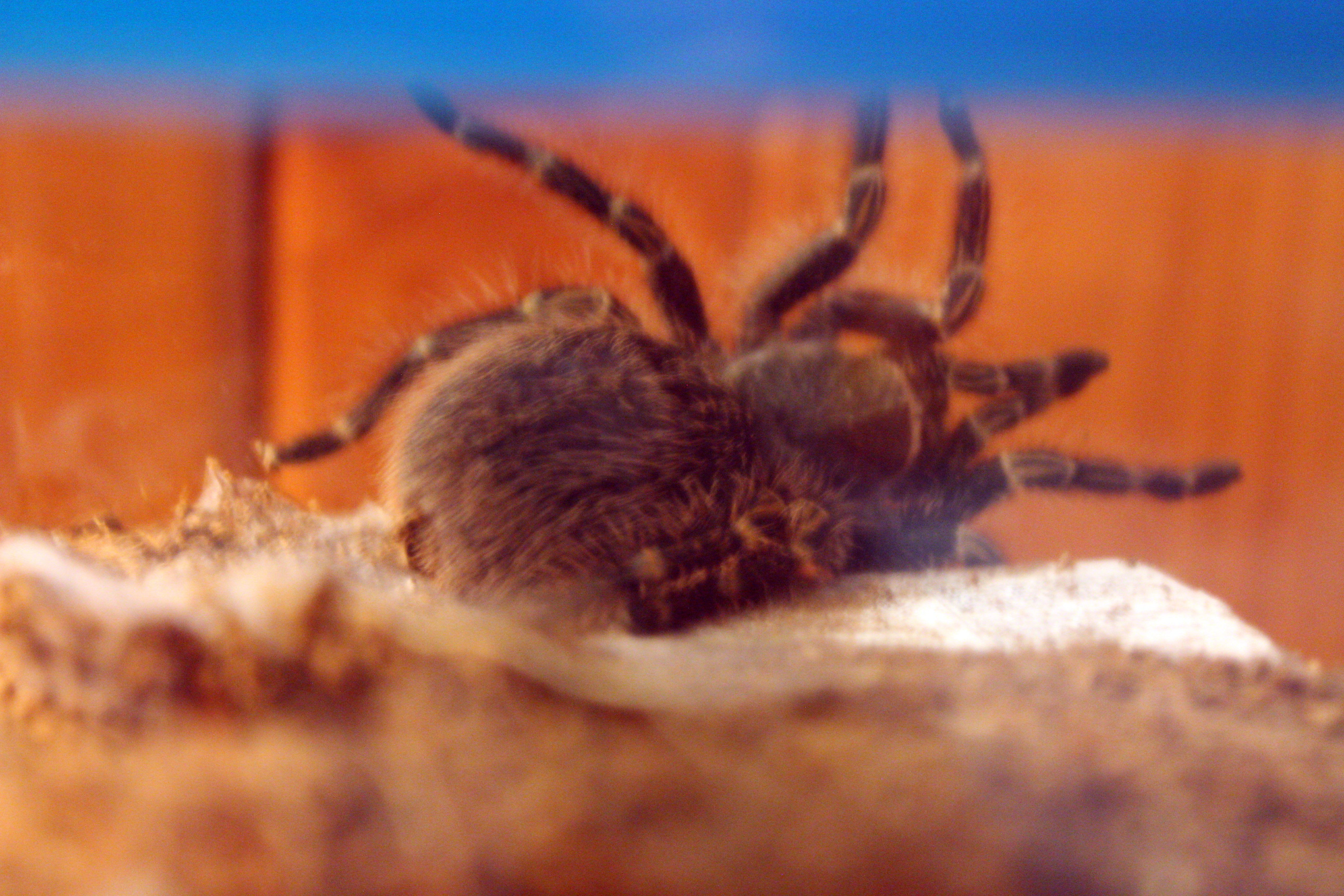G. Pulchripes, ready to pop.