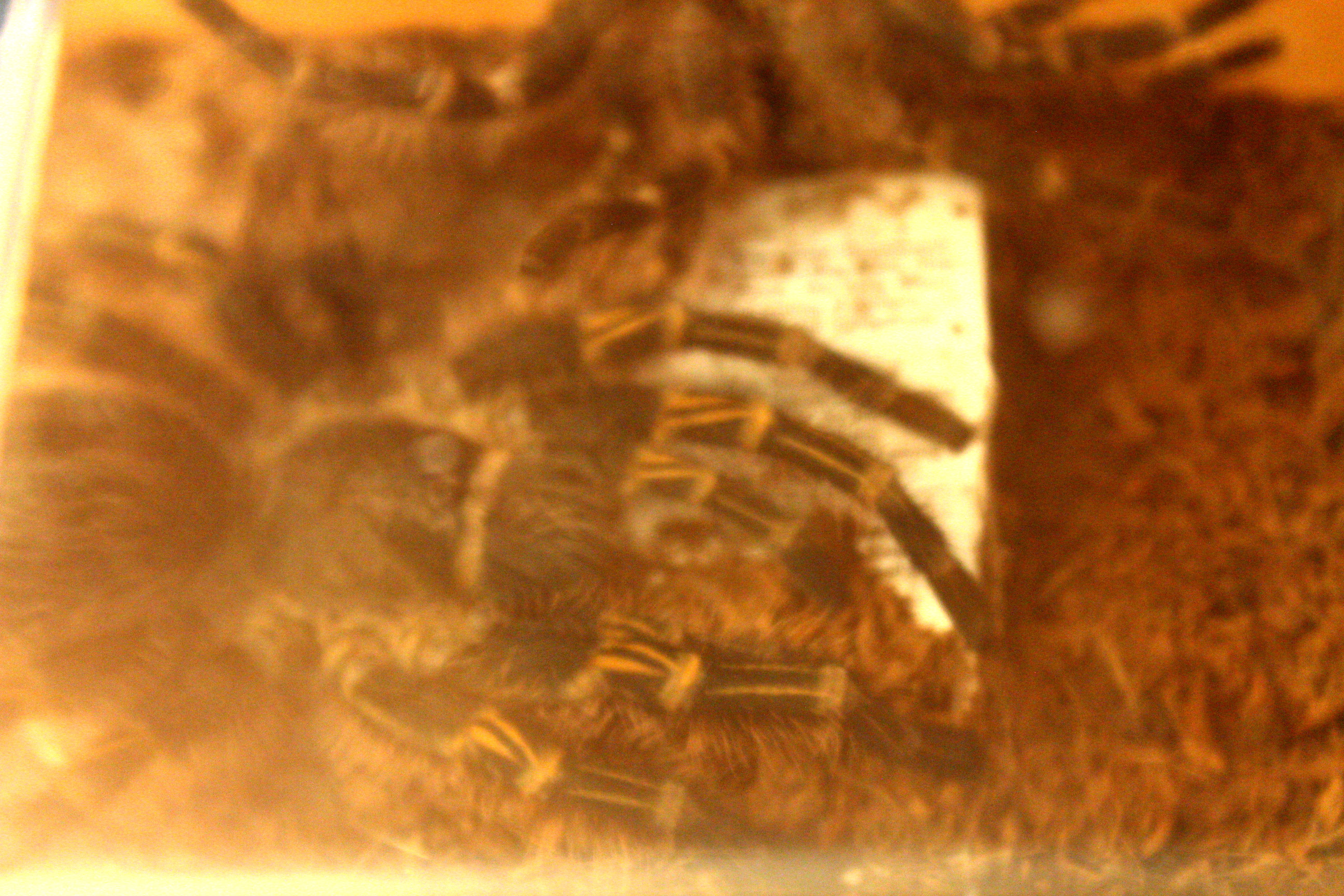 G. Pulchripes, stretching after the molt.
