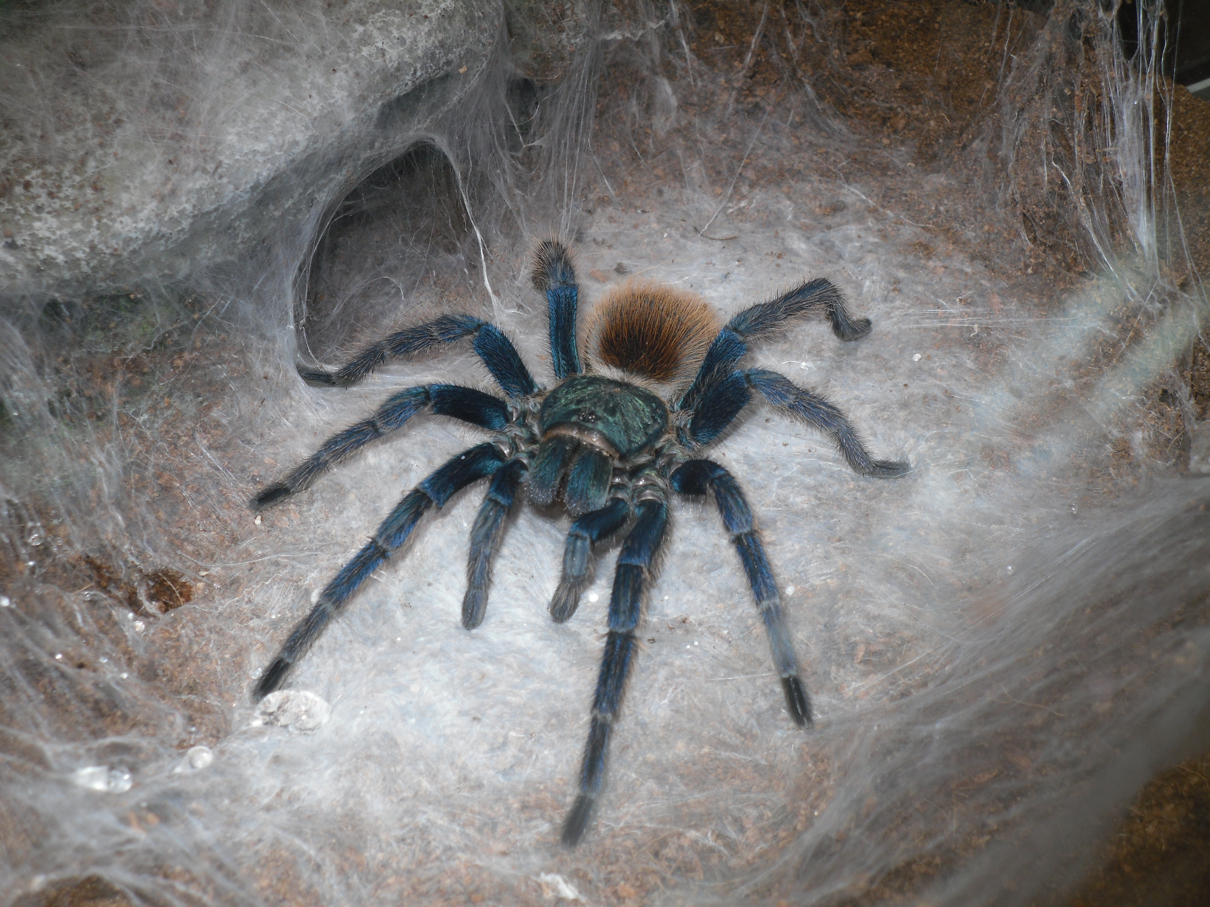 Gotta love the GBB webbing Tarantula Forum