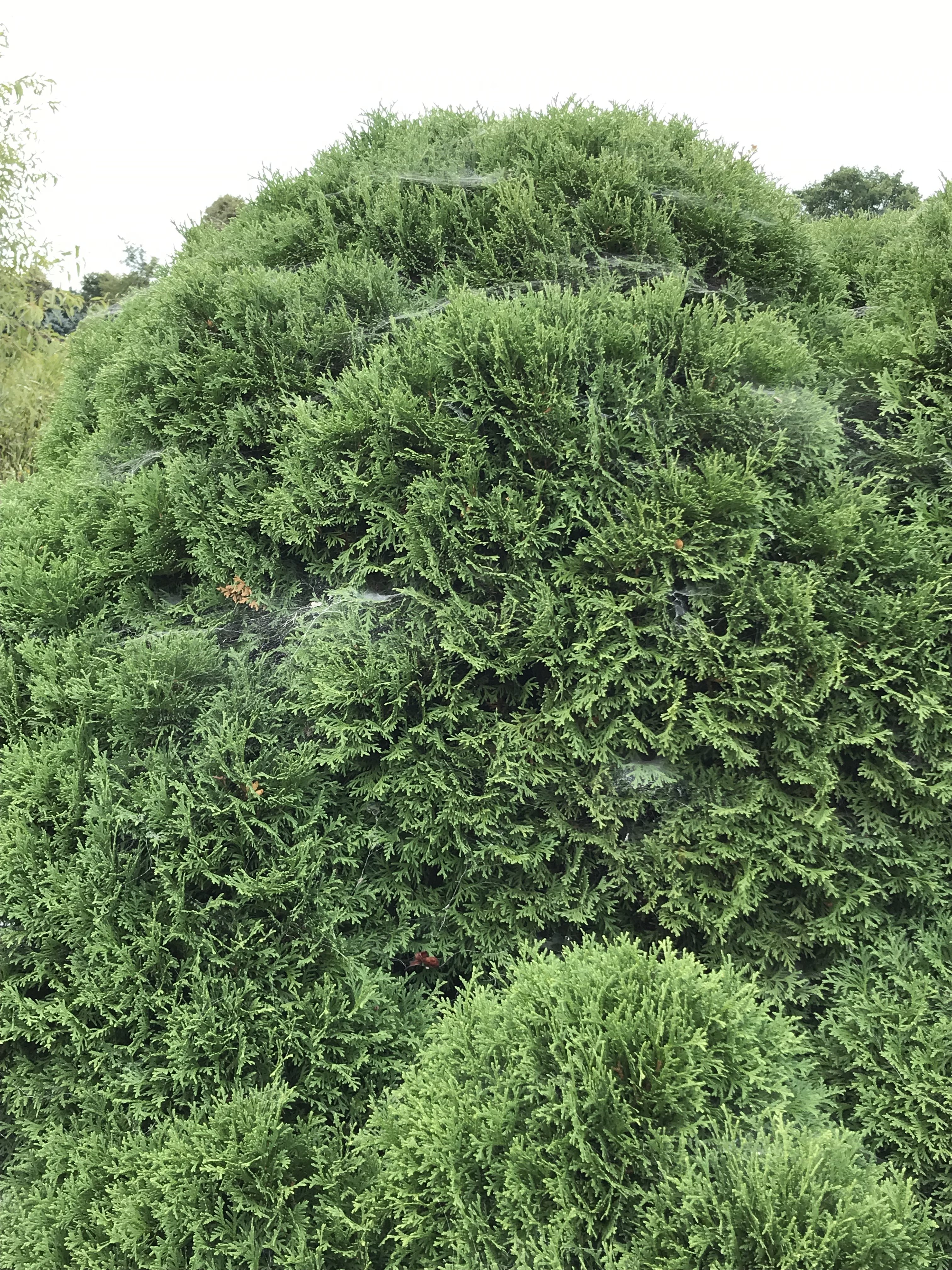 Grass spider colony