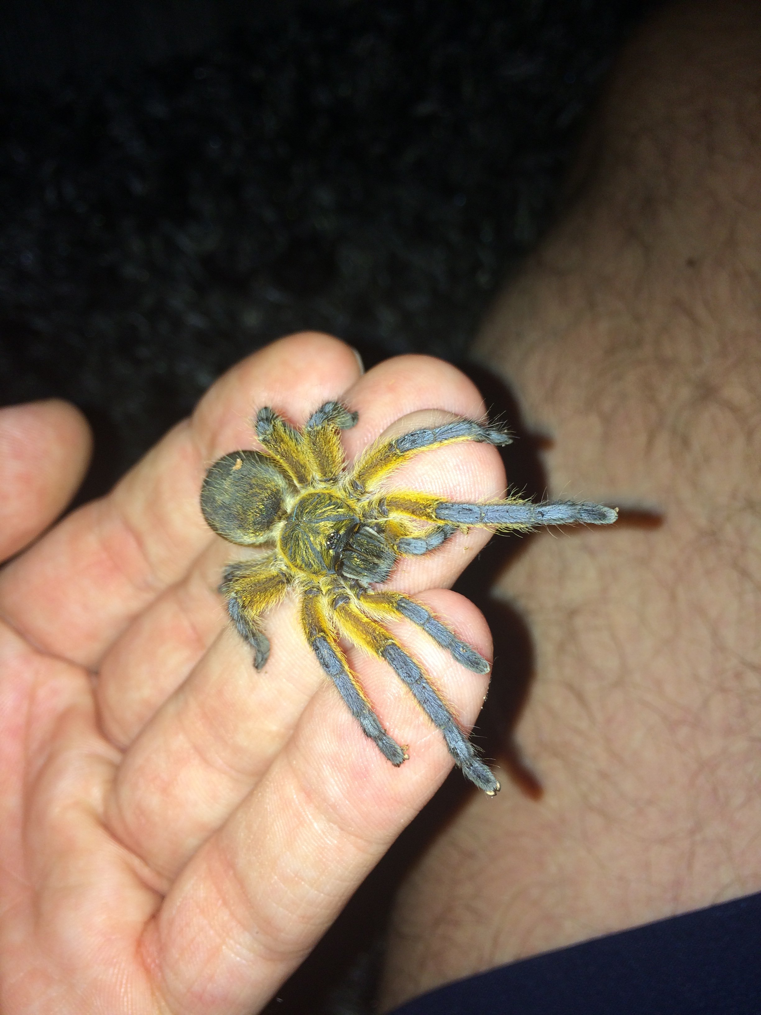 Harpacteria Pulchripes