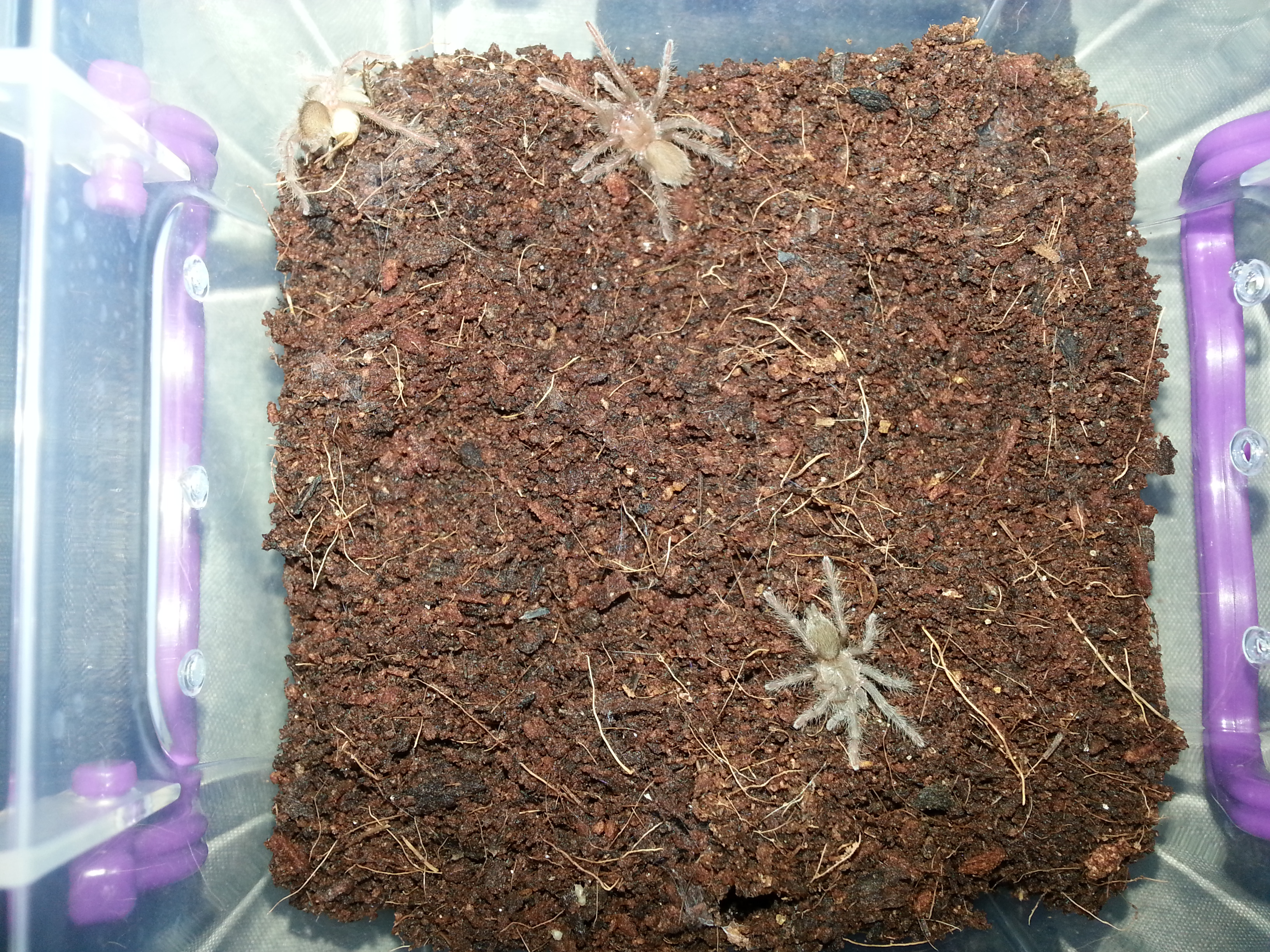 Hysterocrates Gigas Rusty Red Baboon Spider (Communal of 5)