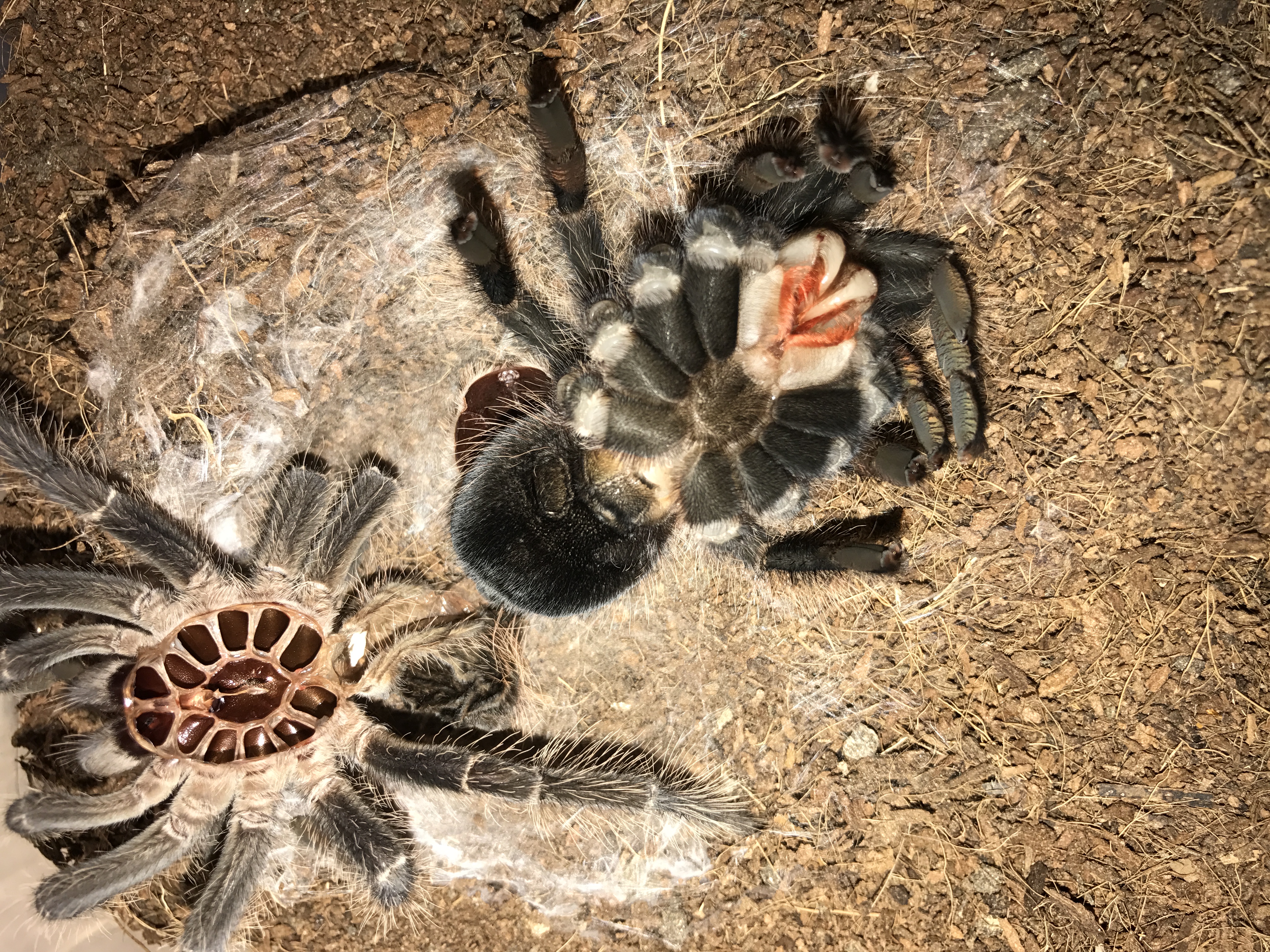 LP molted. Getting big