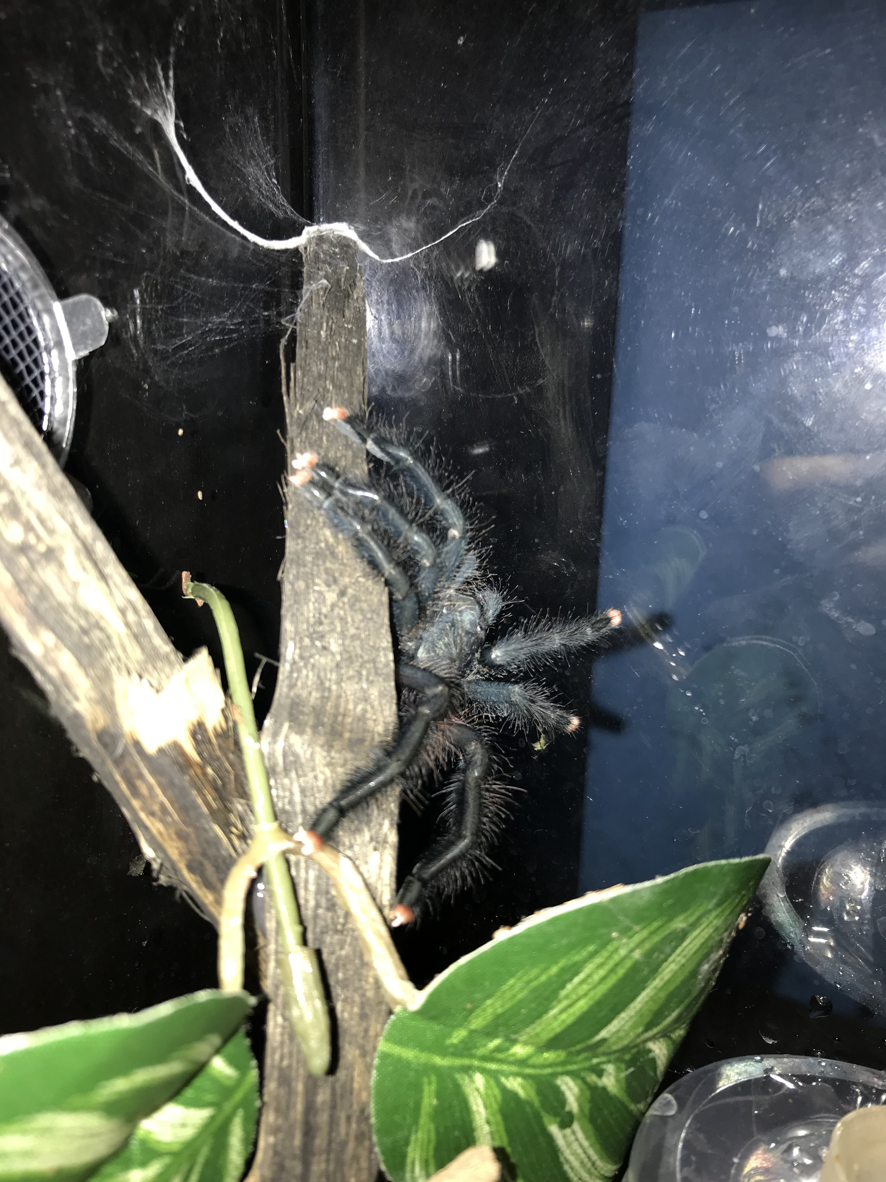 Molted