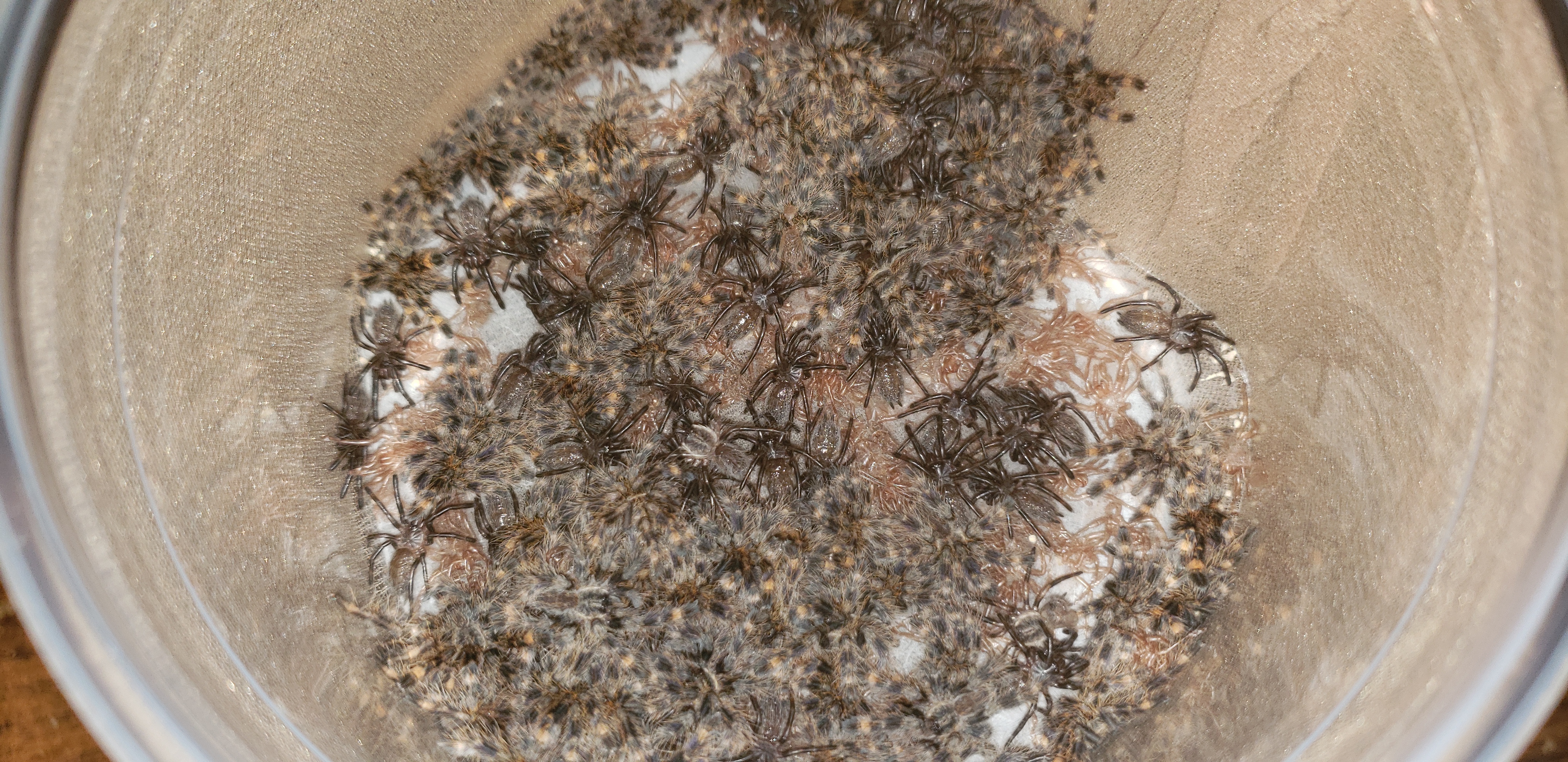 Molting to 2nd instar