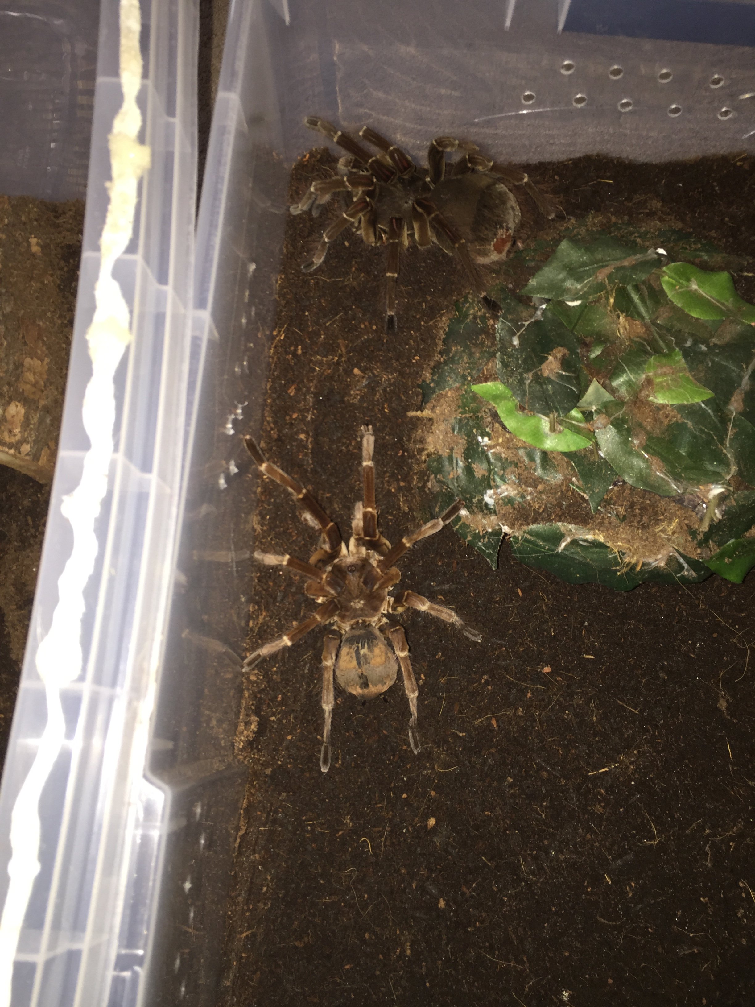 Mr and Mrs stirmi about to get busy