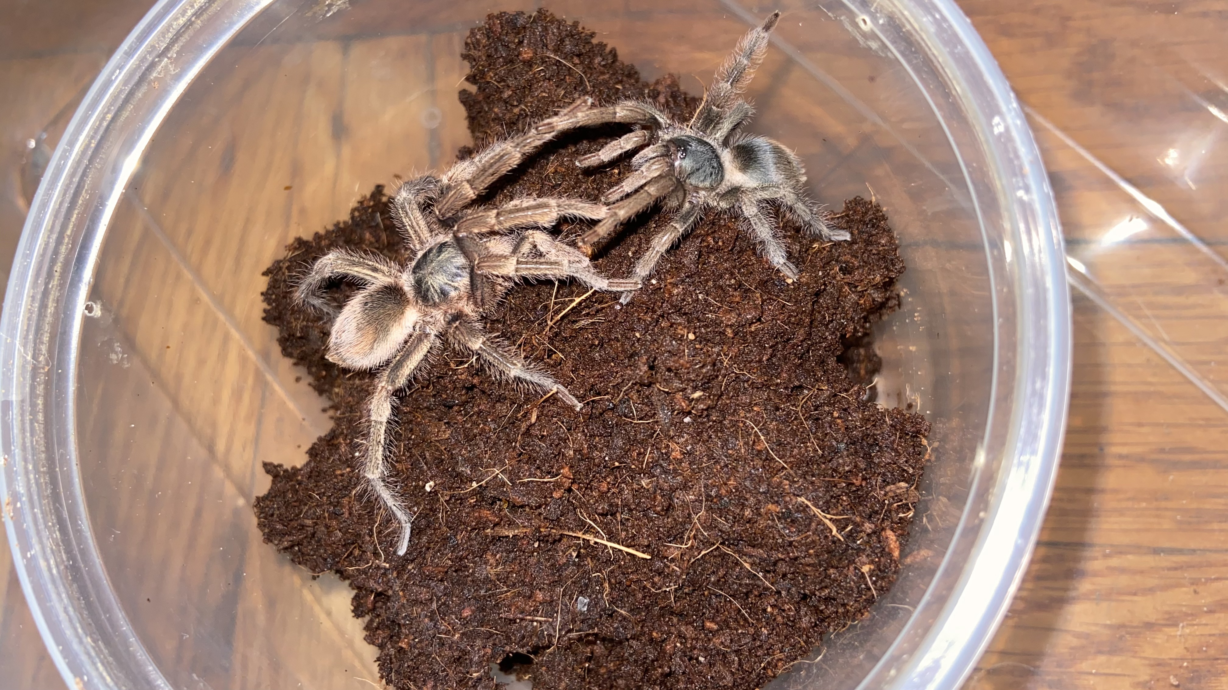 Neostenotarsus sp french guiana Pair