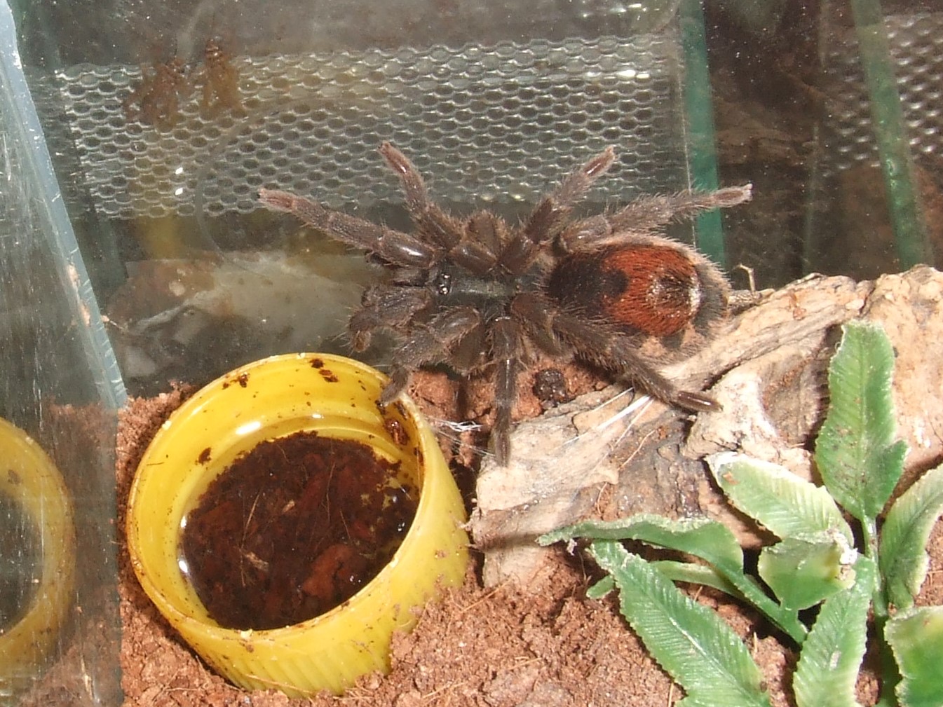 Neostenotarsus sp. Suriname (F) - Moengo
